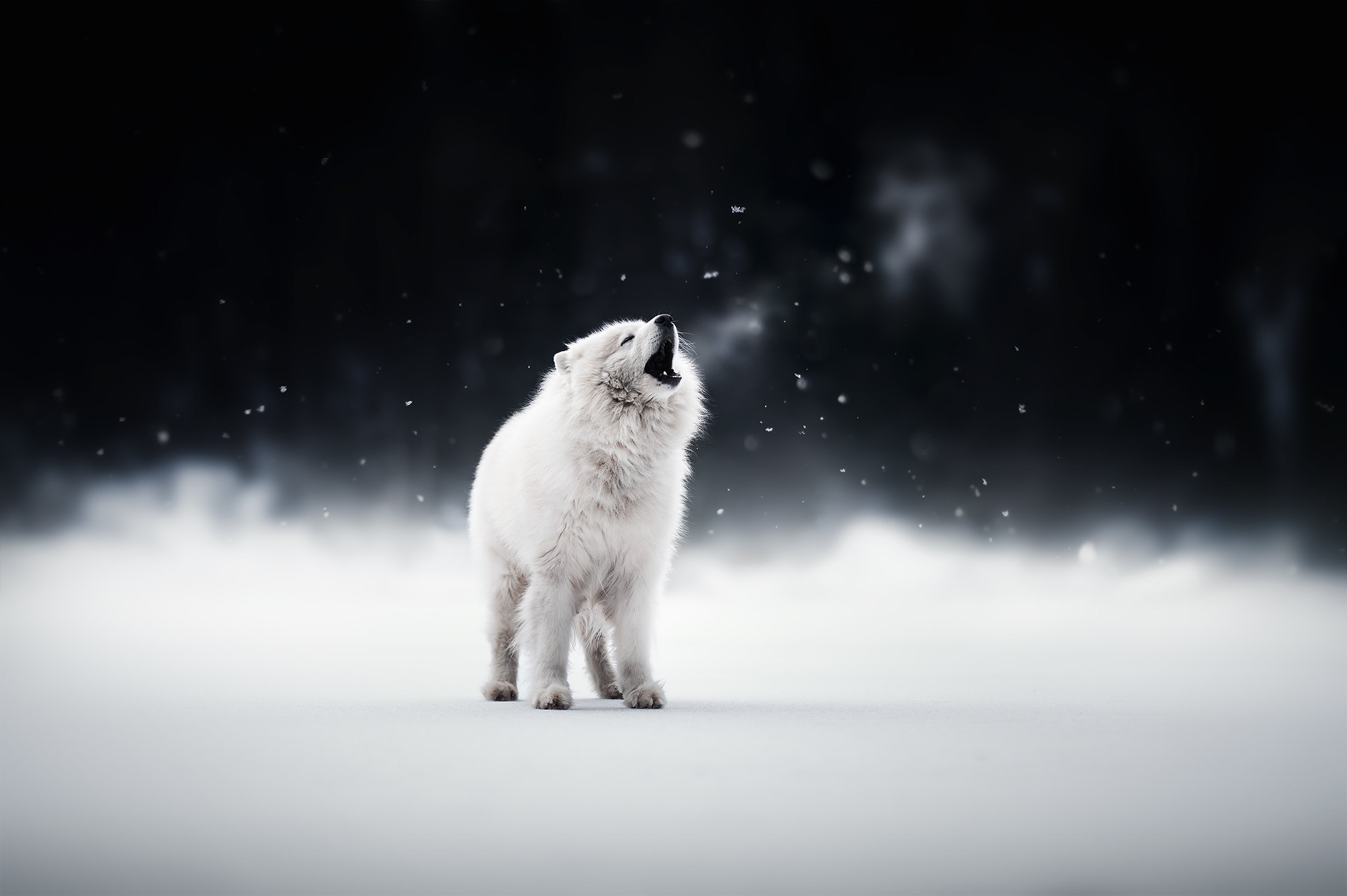 Laden Sie das Tiere, Winter, Hunde, Hund, Welpen, Samojede-Bild kostenlos auf Ihren PC-Desktop herunter