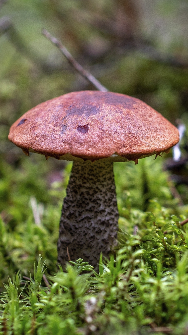 Descarga gratuita de fondo de pantalla para móvil de Champiñón, Tierra/naturaleza.