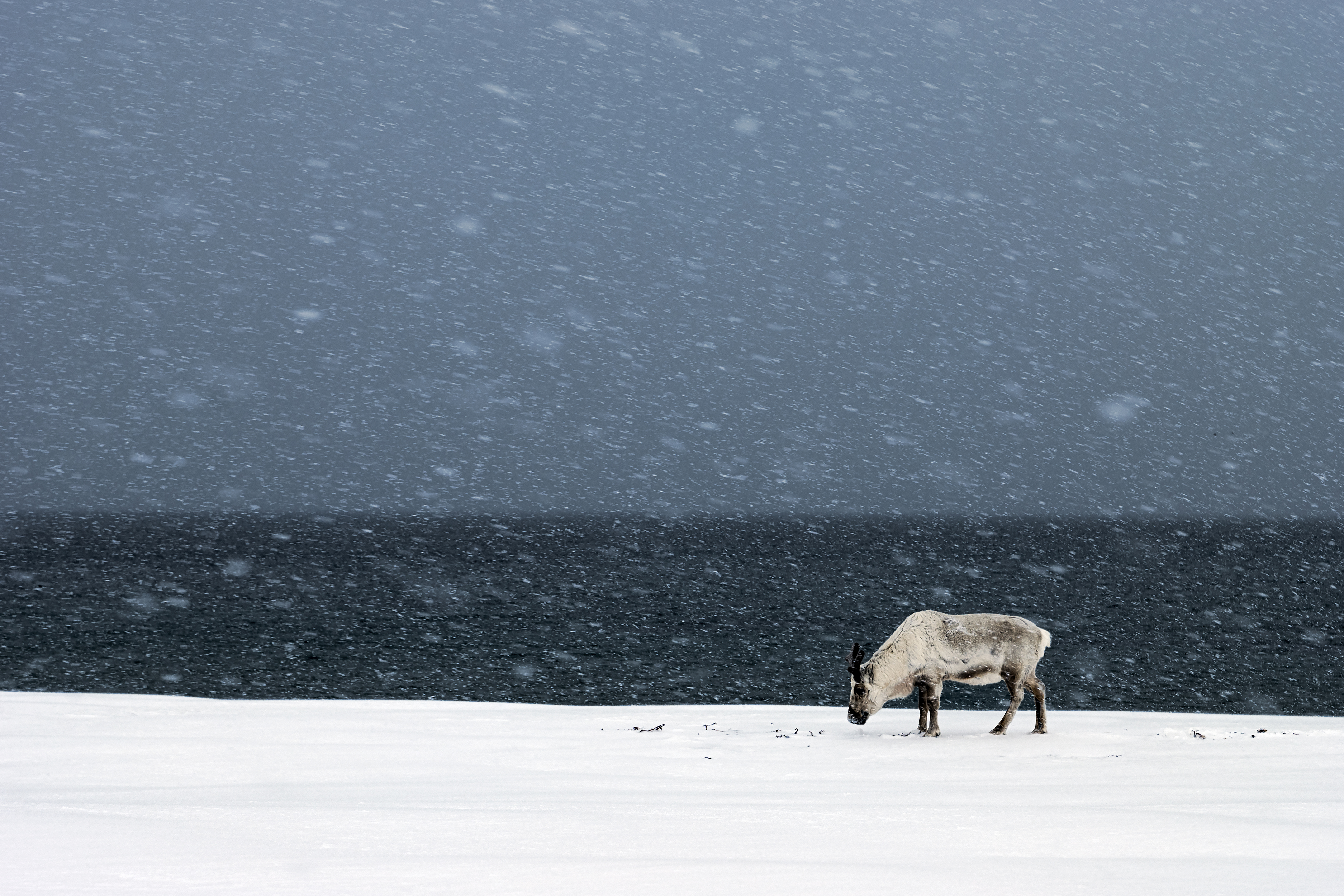 Download mobile wallpaper Animals, Snow, Snowfall, Deer for free.
