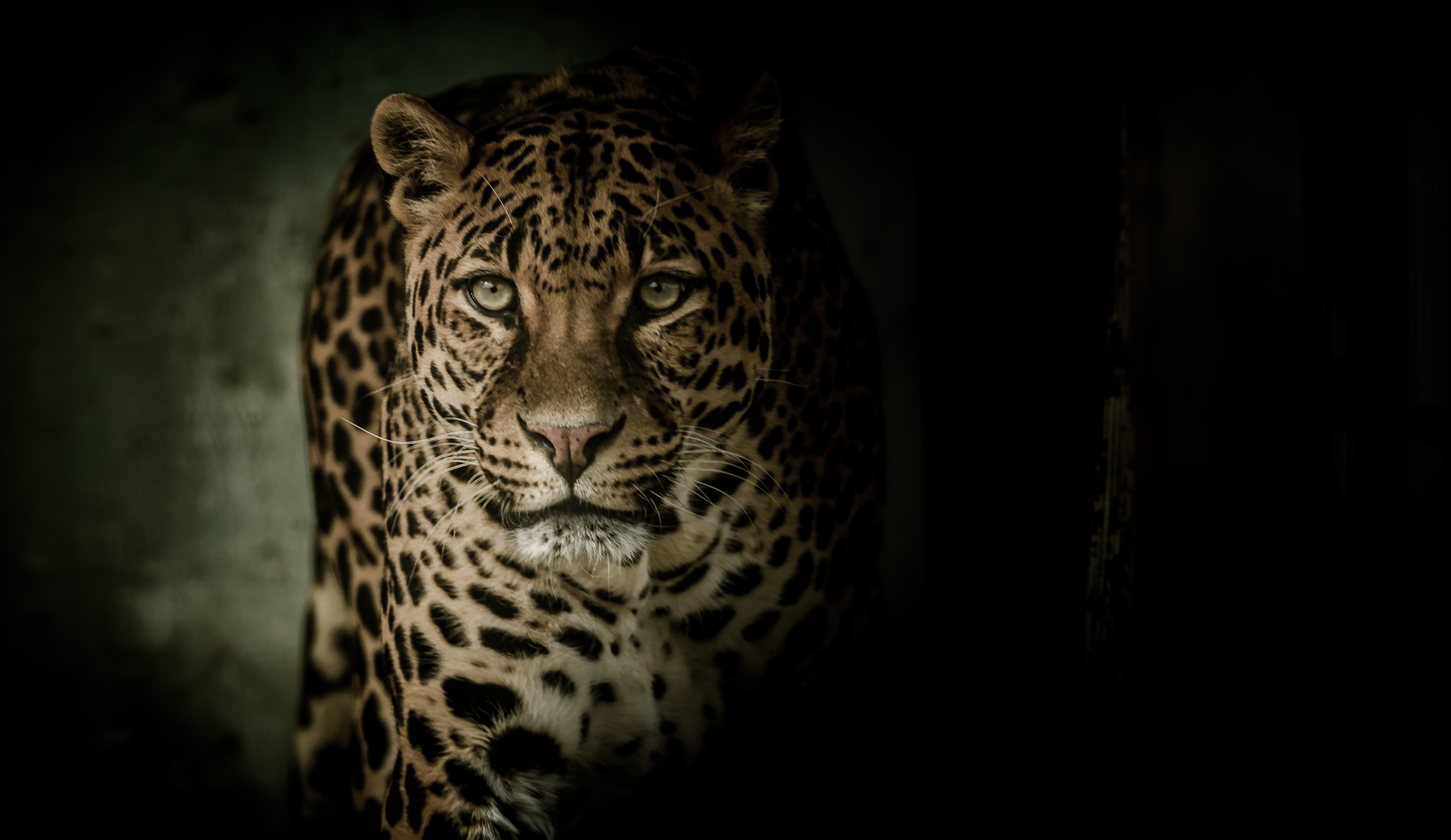 Скачать картинку Леопард, Большая Кошка, Хищник, Темный, Животные, Взгляд в телефон бесплатно.