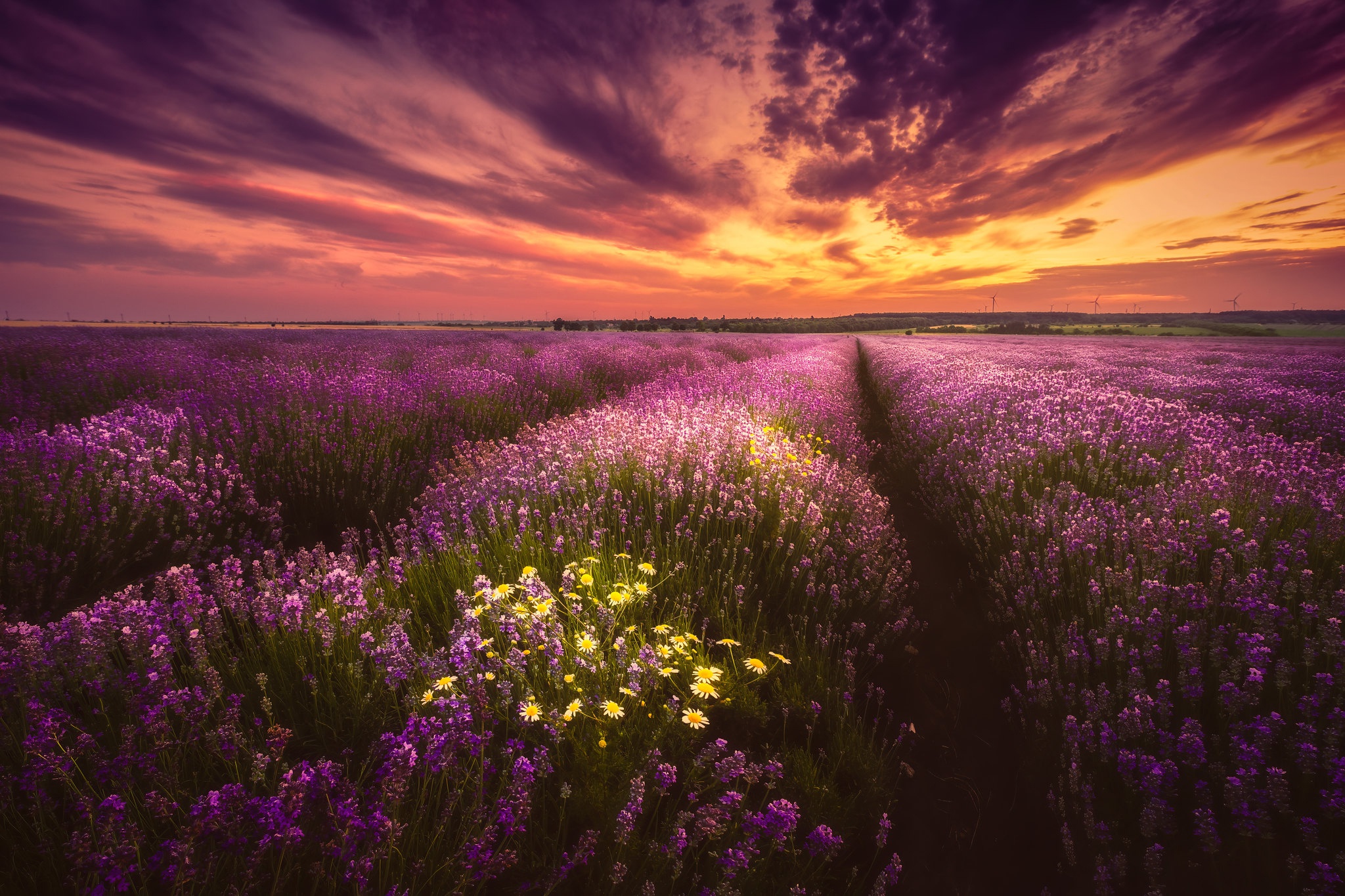 Free download wallpaper Flowers, Sunset, Earth, Field, Lavender, Purple Flower on your PC desktop