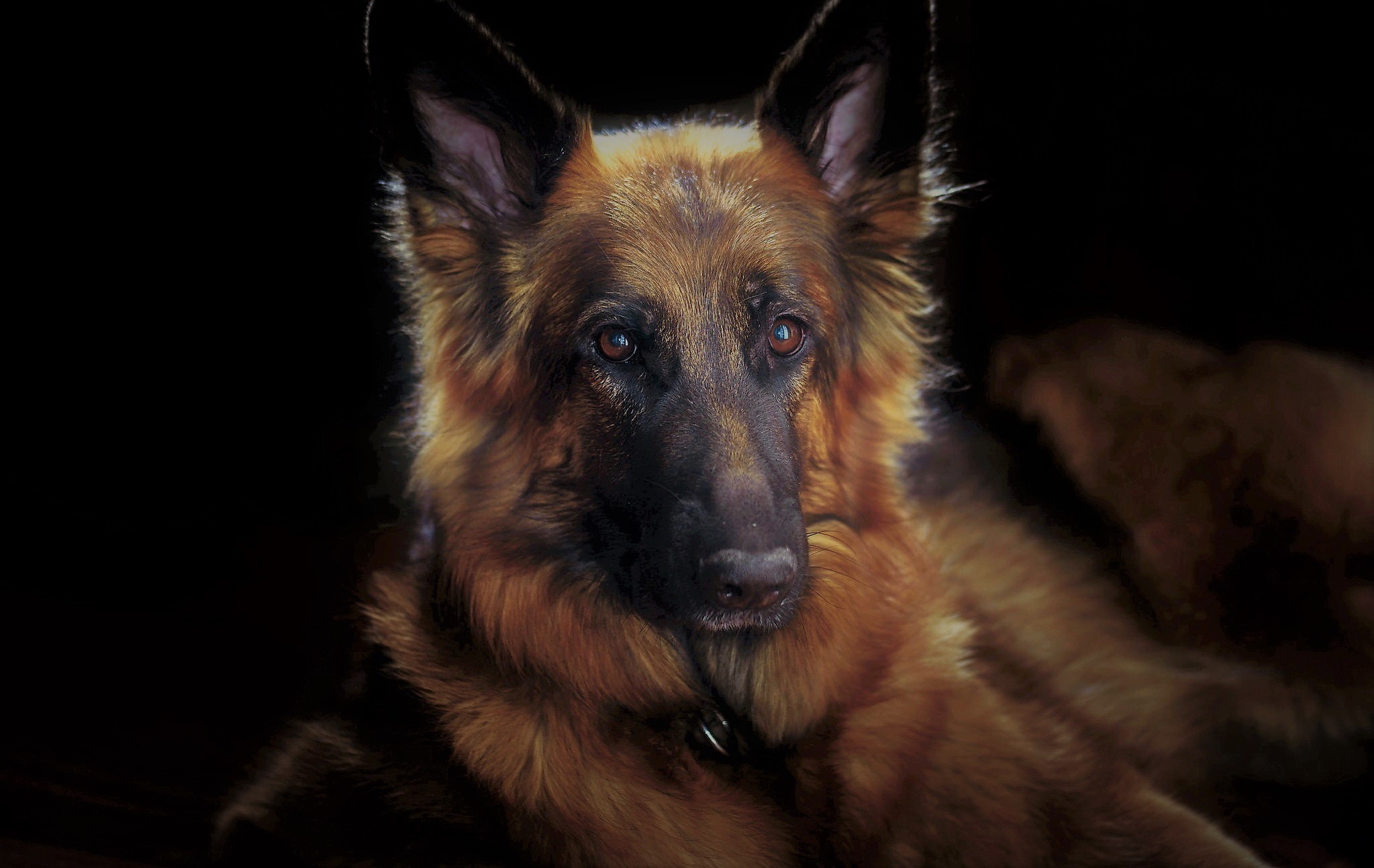 Download mobile wallpaper Dogs, Dog, Muzzle, Animal, Face, German Shepherd for free.