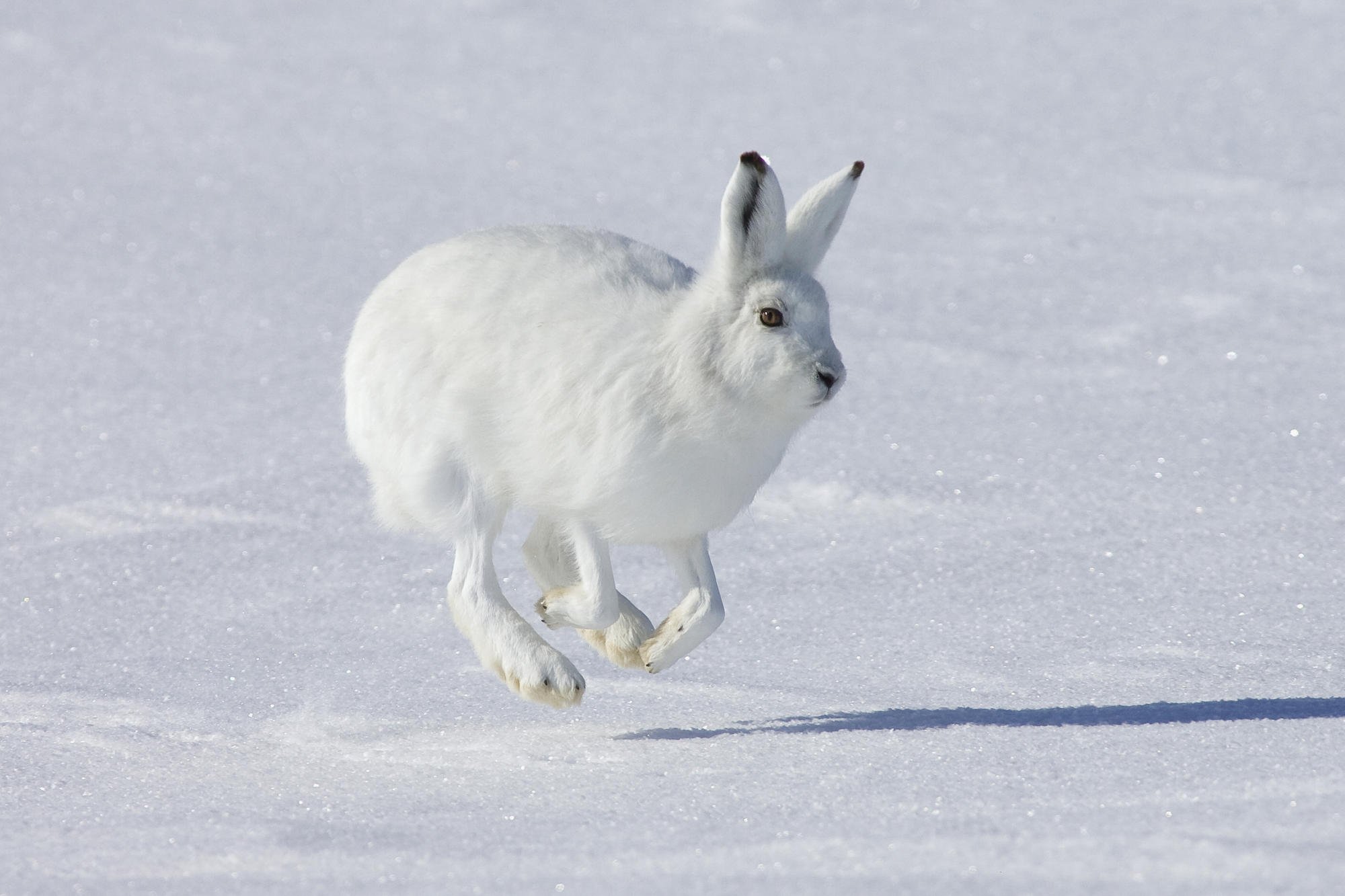 snow, winter, animal, arctic hare, hare, rabbit, white