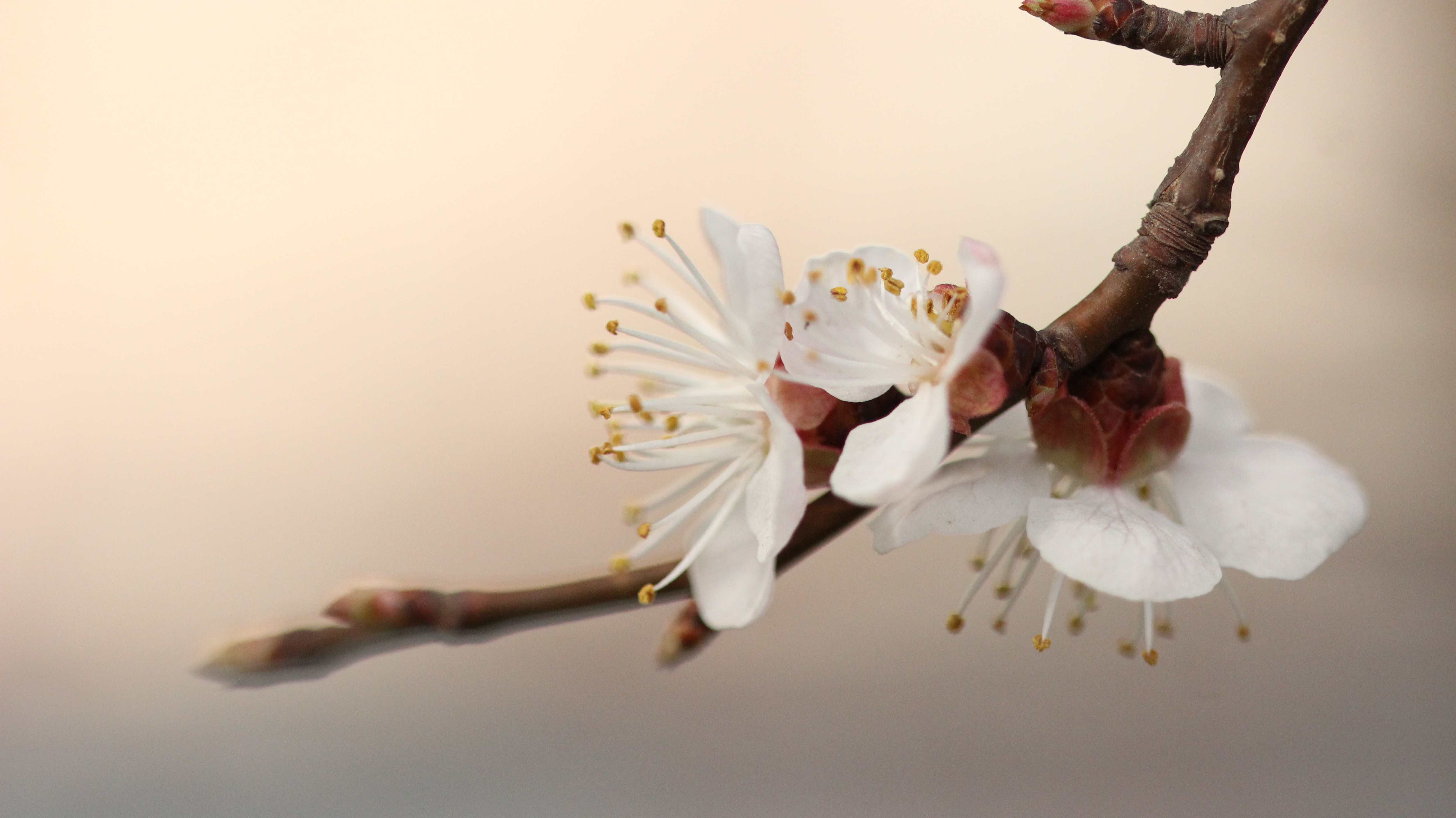 Free download wallpaper Flowers, Flower, Macro, Earth, Blossom on your PC desktop
