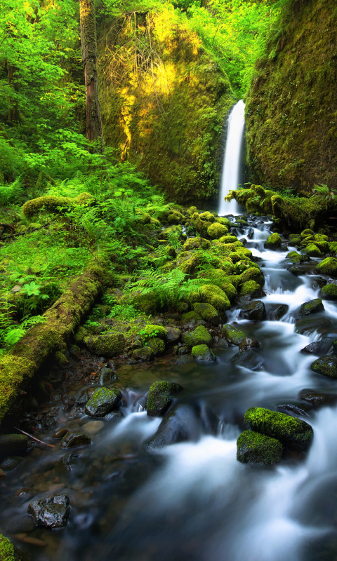 Download mobile wallpaper Waterfalls, Waterfall, Forest, Tree, Earth, Moss for free.