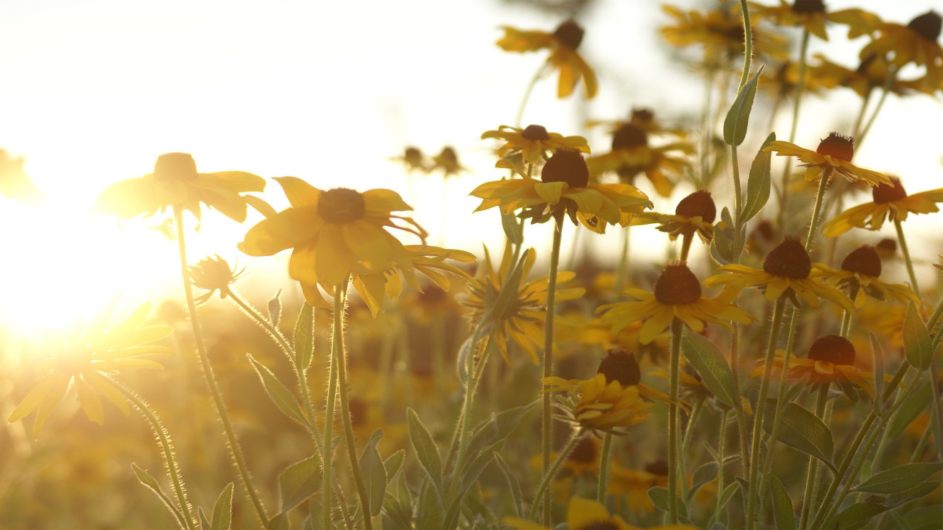 Descarga gratuita de fondo de pantalla para móvil de Flores, Flor, Tierra/naturaleza.