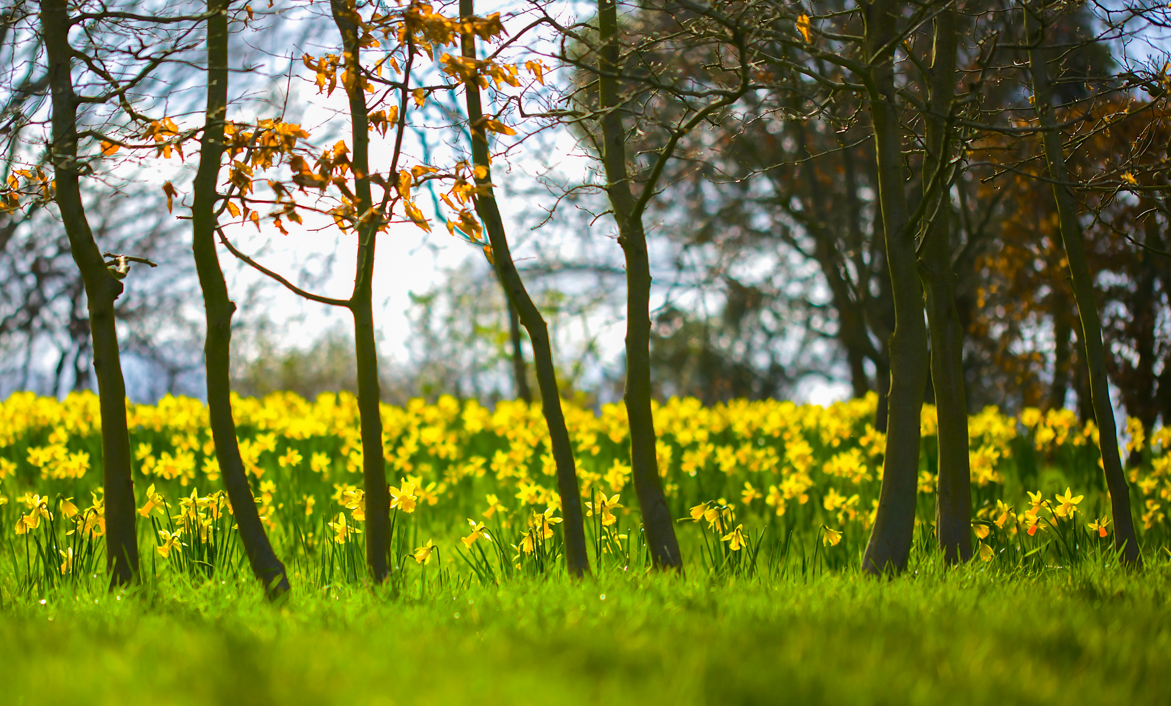Free download wallpaper Nature, Flowers, Flower, Earth, Spring, Sunny, Yellow Flower, Daffodil on your PC desktop