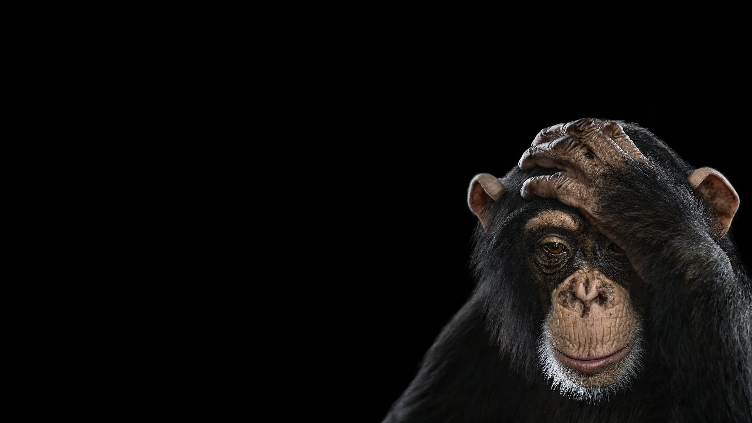 Download mobile wallpaper Monkeys, Animal, Chimpanzee for free.