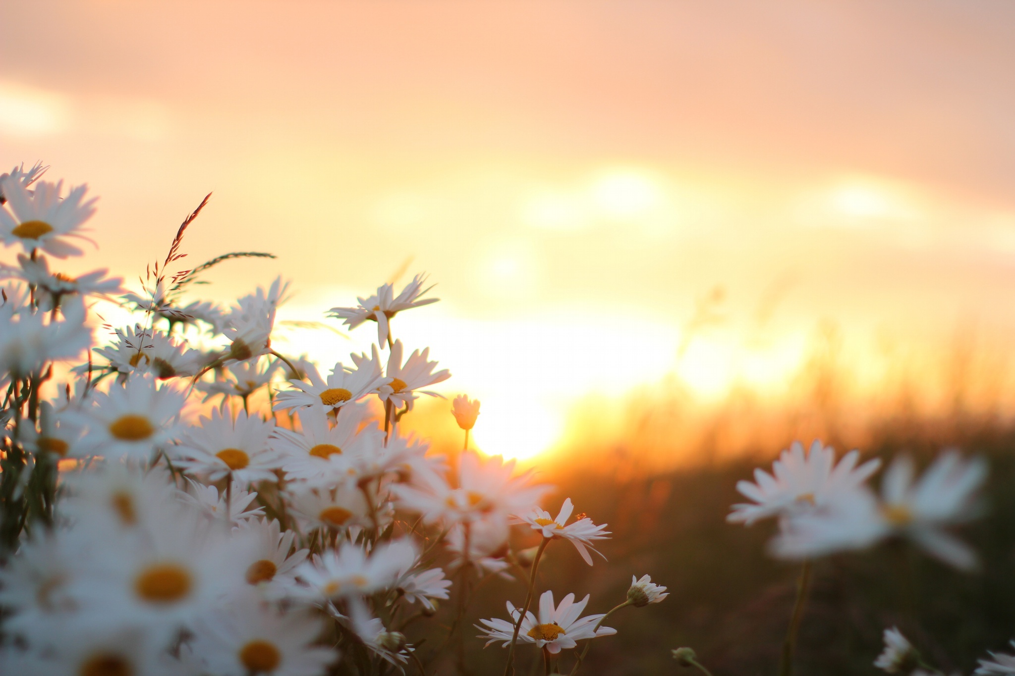 Download mobile wallpaper Smooth, Camomile, Flowers, Blur for free.