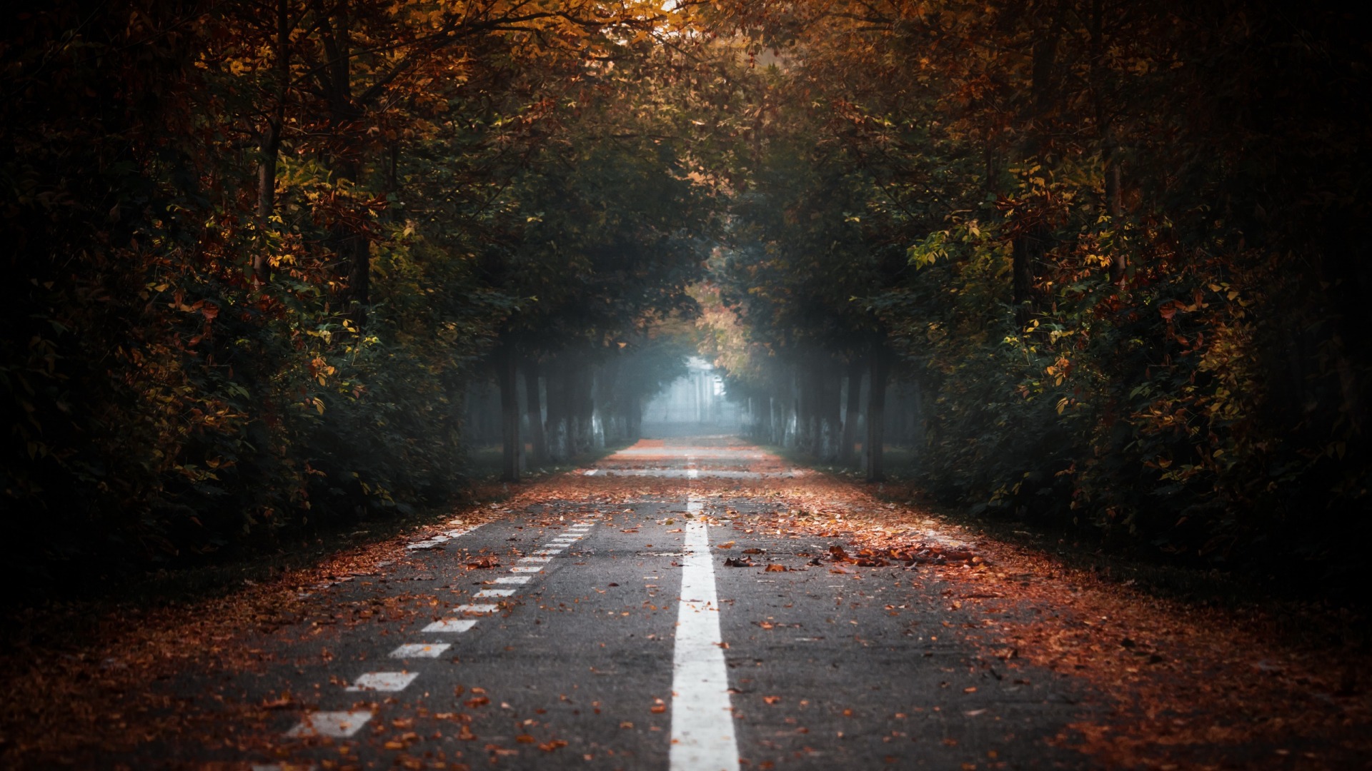 Download mobile wallpaper Nature, Road, Forest, Fall, Man Made, Tree Lined for free.