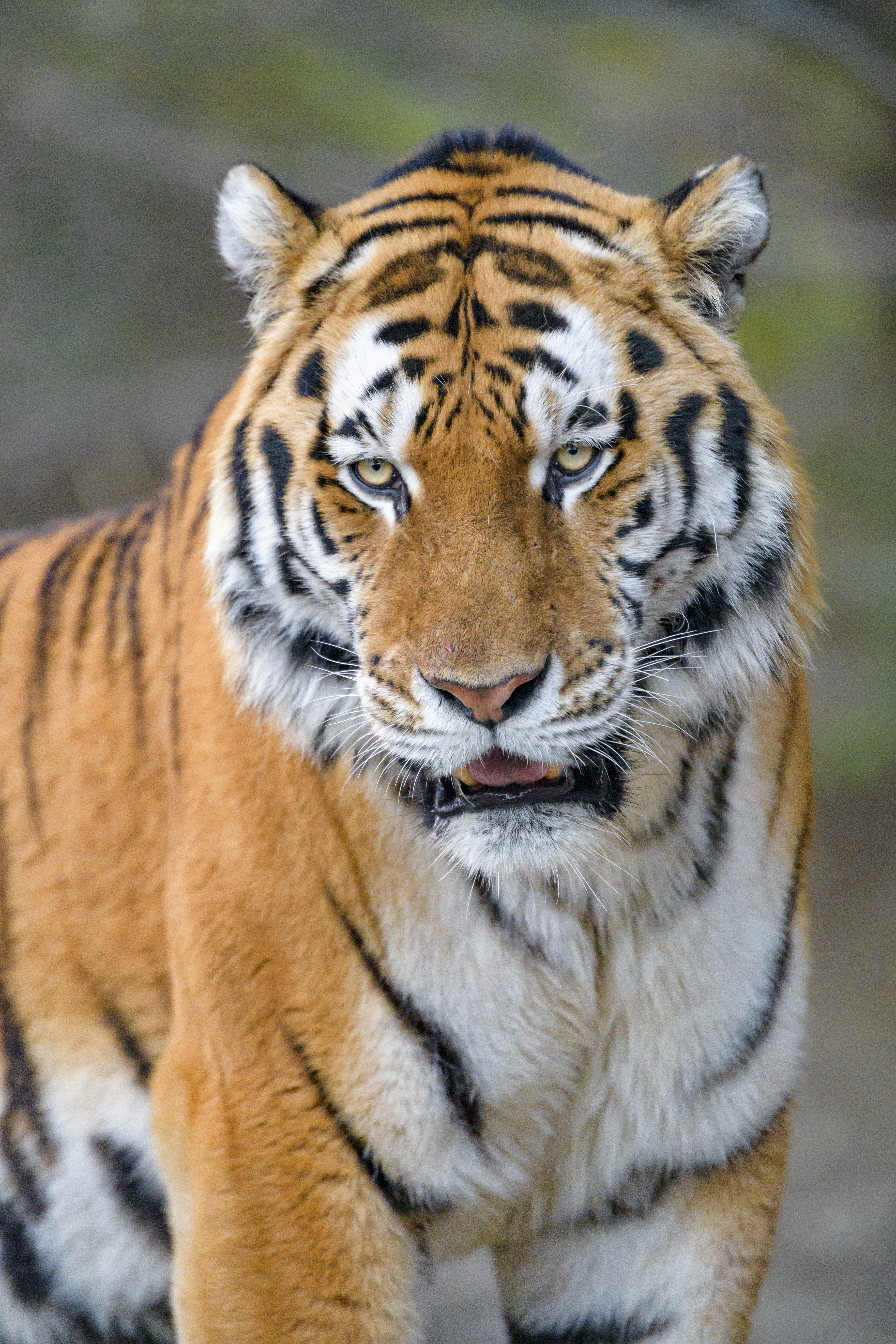 Free download wallpaper Opinion, Animals, Predator, Big Cat, Sight, Tiger, Animal on your PC desktop