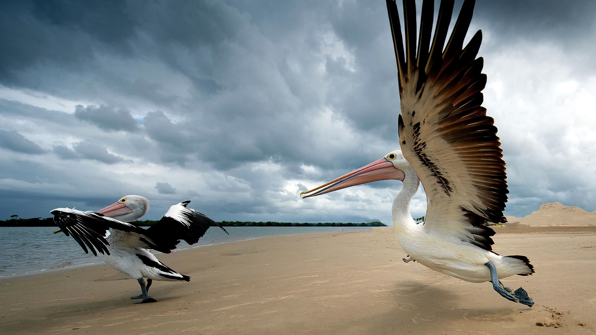 Скачать обои бесплатно Животные, Птицы, Пляж, Песок, Пеликан картинка на рабочий стол ПК