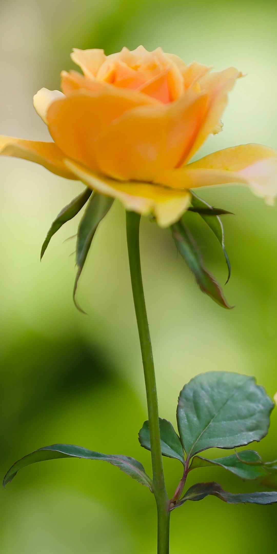 Descarga gratuita de fondo de pantalla para móvil de Naturaleza, Flores, Rosa, Flor, Flor Amarilla, Tierra/naturaleza.