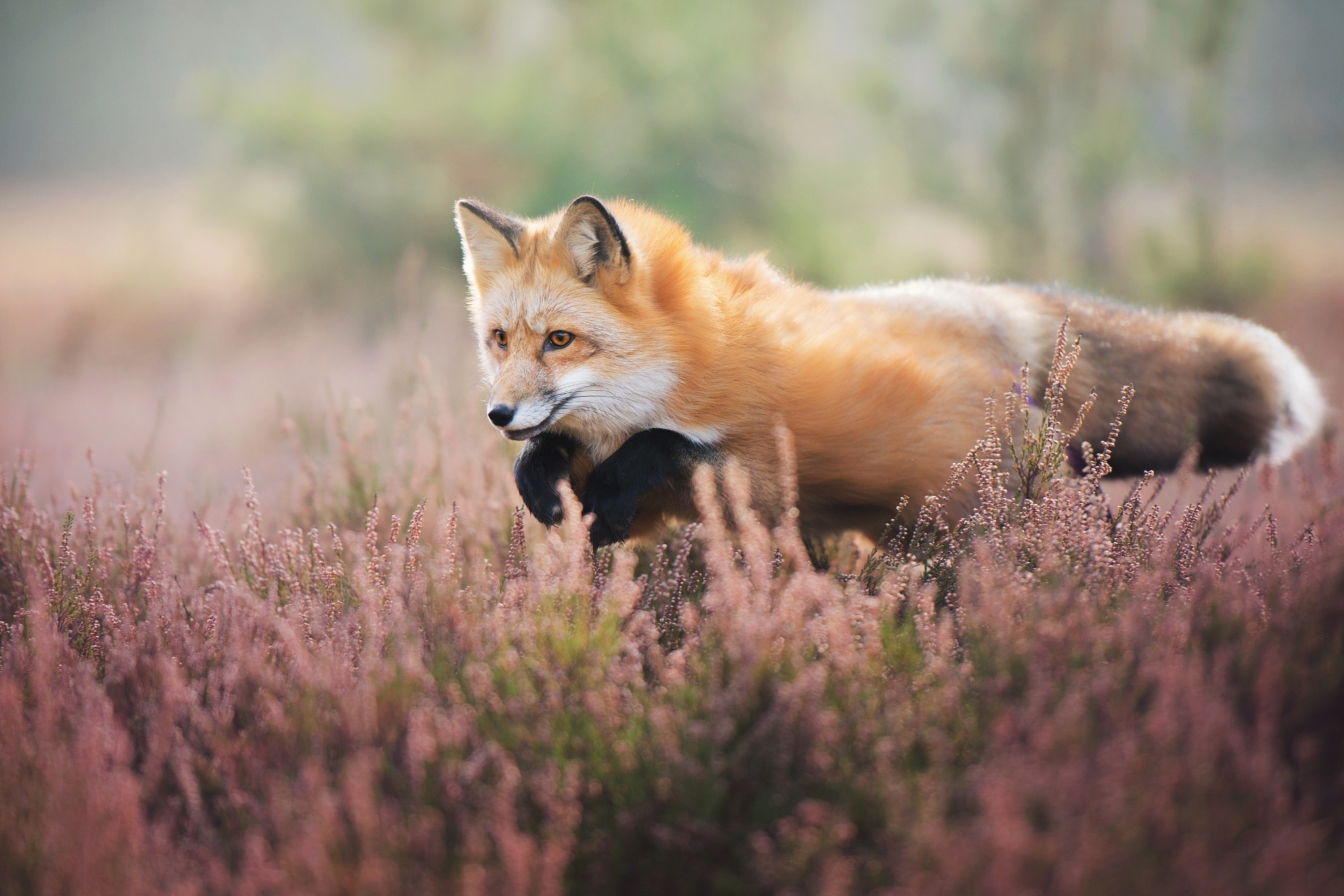 Laden Sie das Tiere, Fuchs, Springen, Tiefenschärfe-Bild kostenlos auf Ihren PC-Desktop herunter