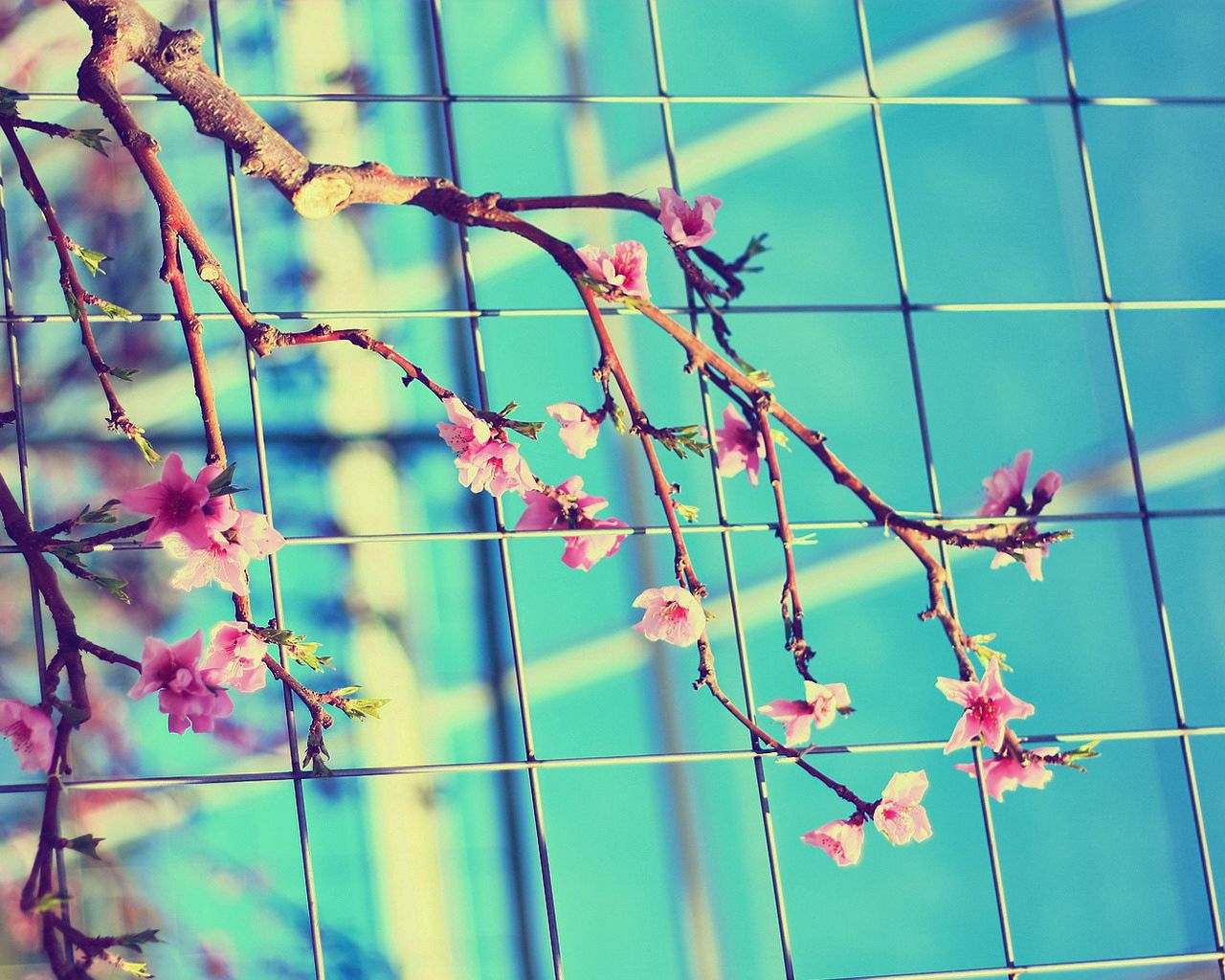Download mobile wallpaper Branch, Bloom, Flowering, Flowers, Sunny, Spring, Grid for free.