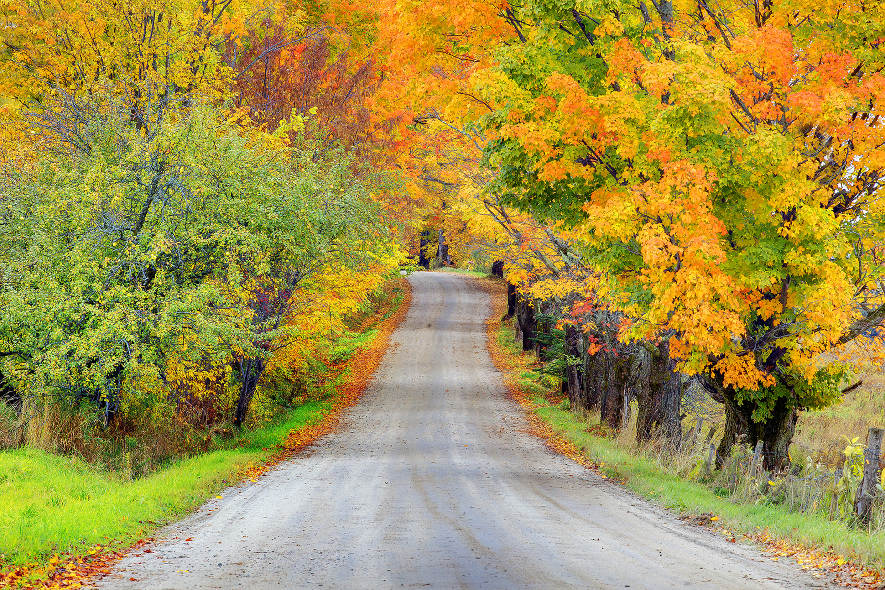 Download mobile wallpaper Road, Tree, Fall, Man Made for free.