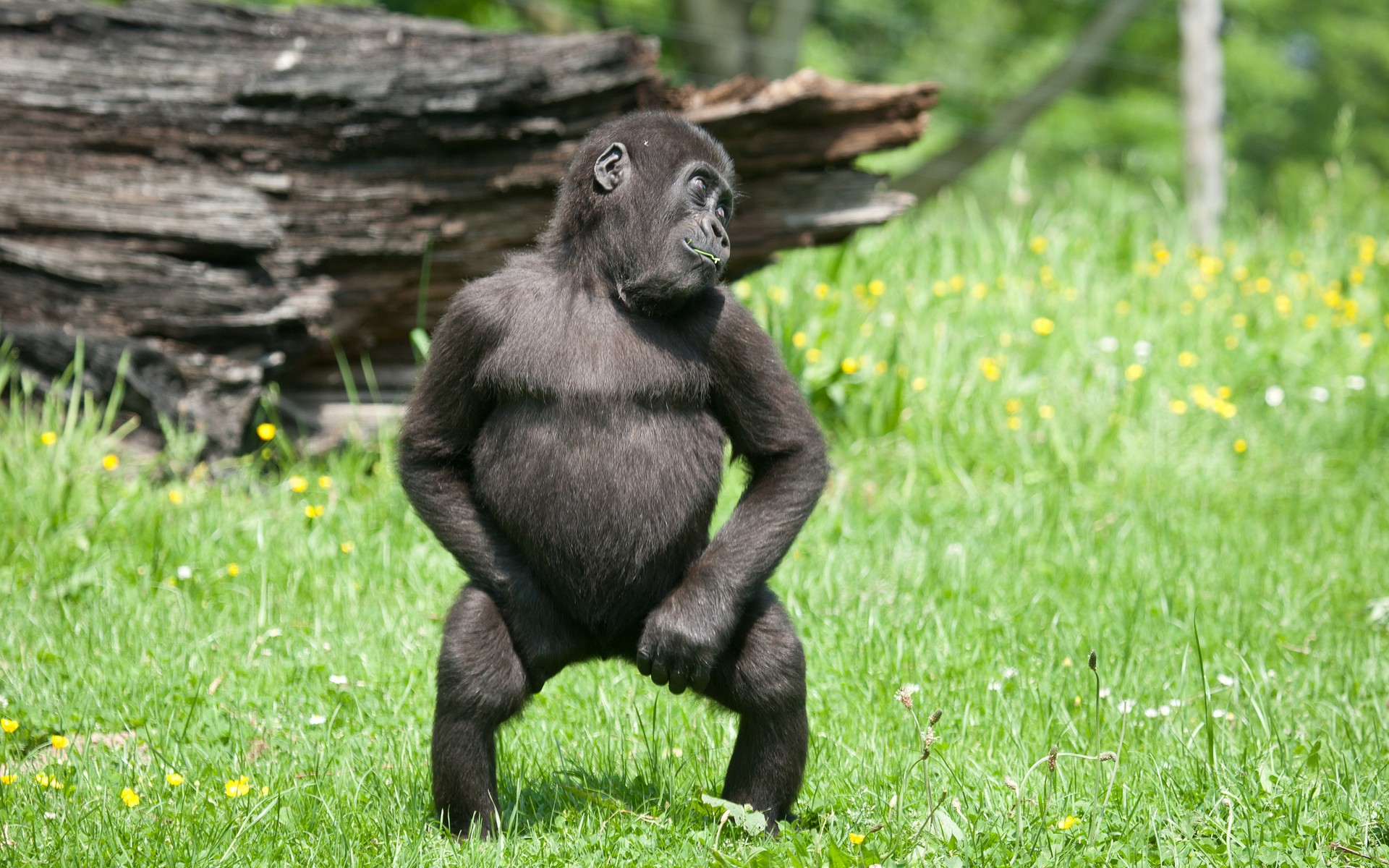 255039 скачать картинку горилла, обезьяны, животные - обои и заставки бесплатно