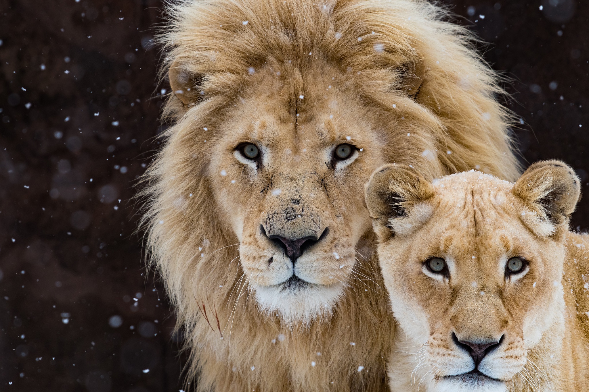 Téléchargez gratuitement l'image Animaux, Chats, Lion sur le bureau de votre PC