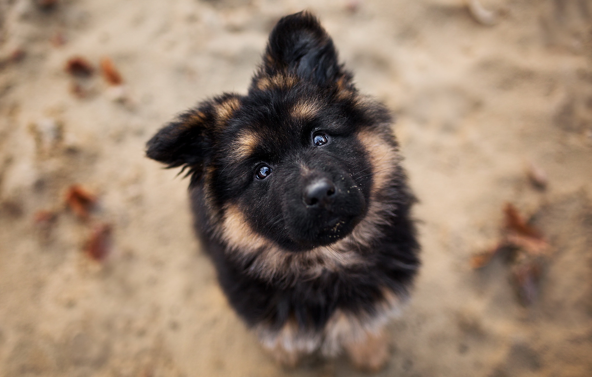 Download mobile wallpaper Dogs, Dog, Animal, Puppy, Bokeh for free.