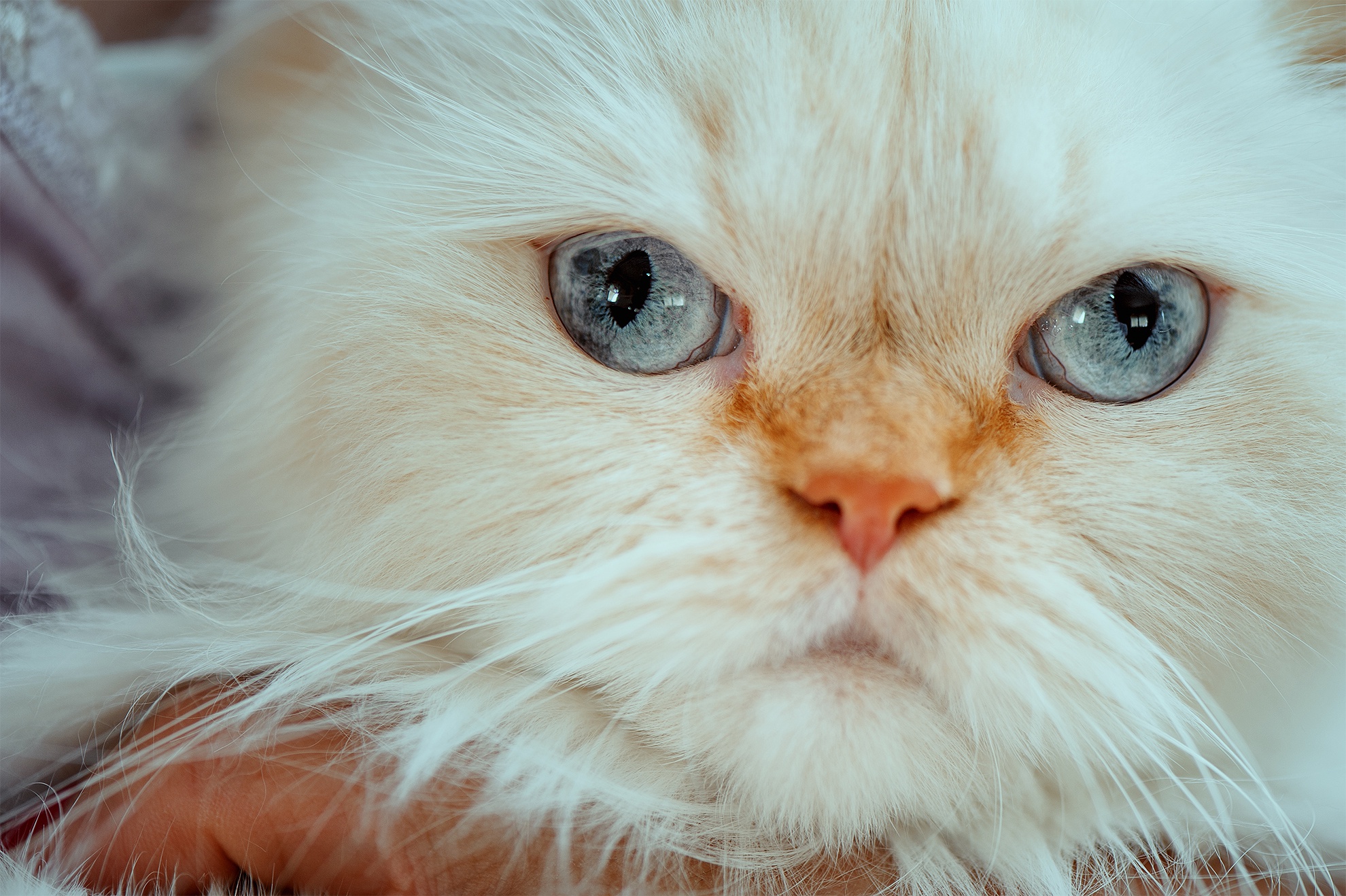 492043 Bildschirmschoner und Hintergrundbilder Himalaya Katze auf Ihrem Telefon. Laden Sie  Bilder kostenlos herunter
