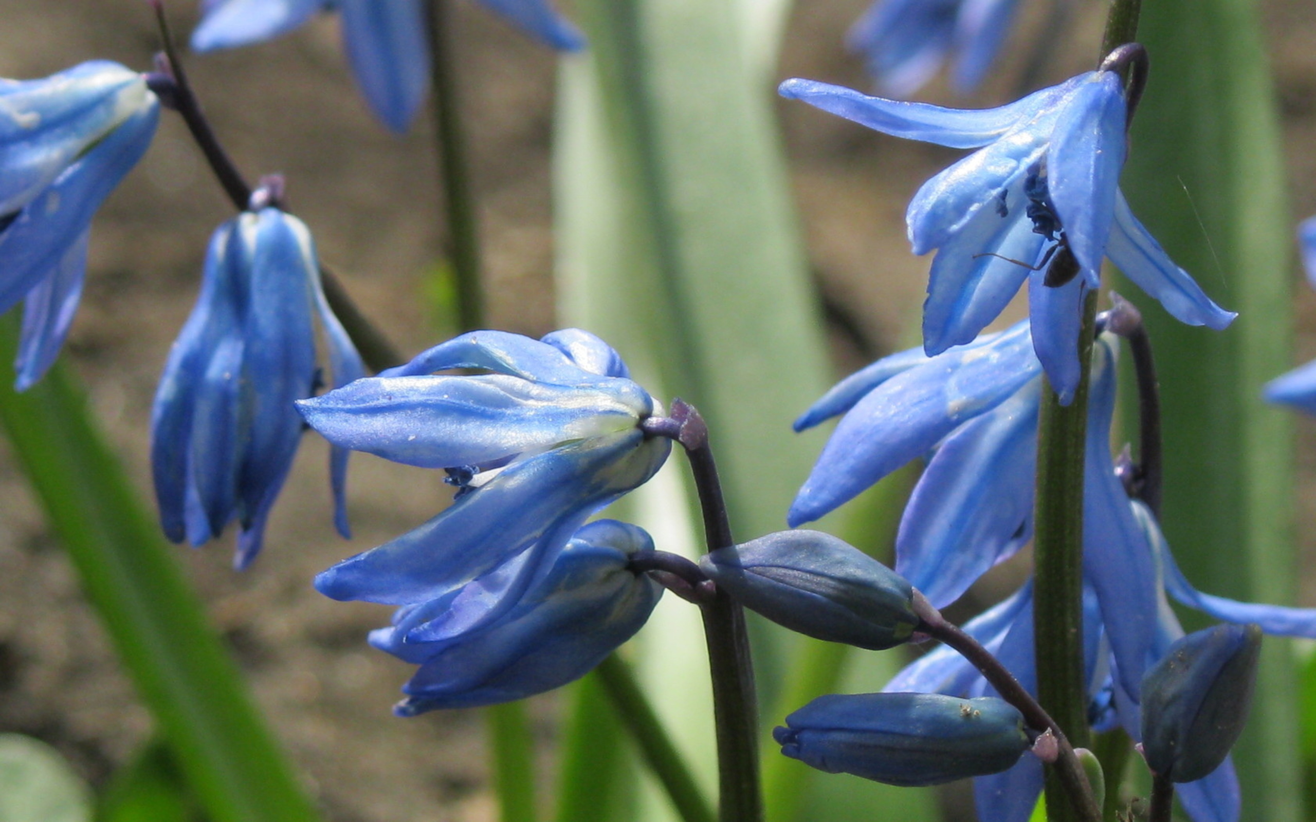 Descarga gratuita de fondo de pantalla para móvil de Flores, Flor, Tierra/naturaleza.