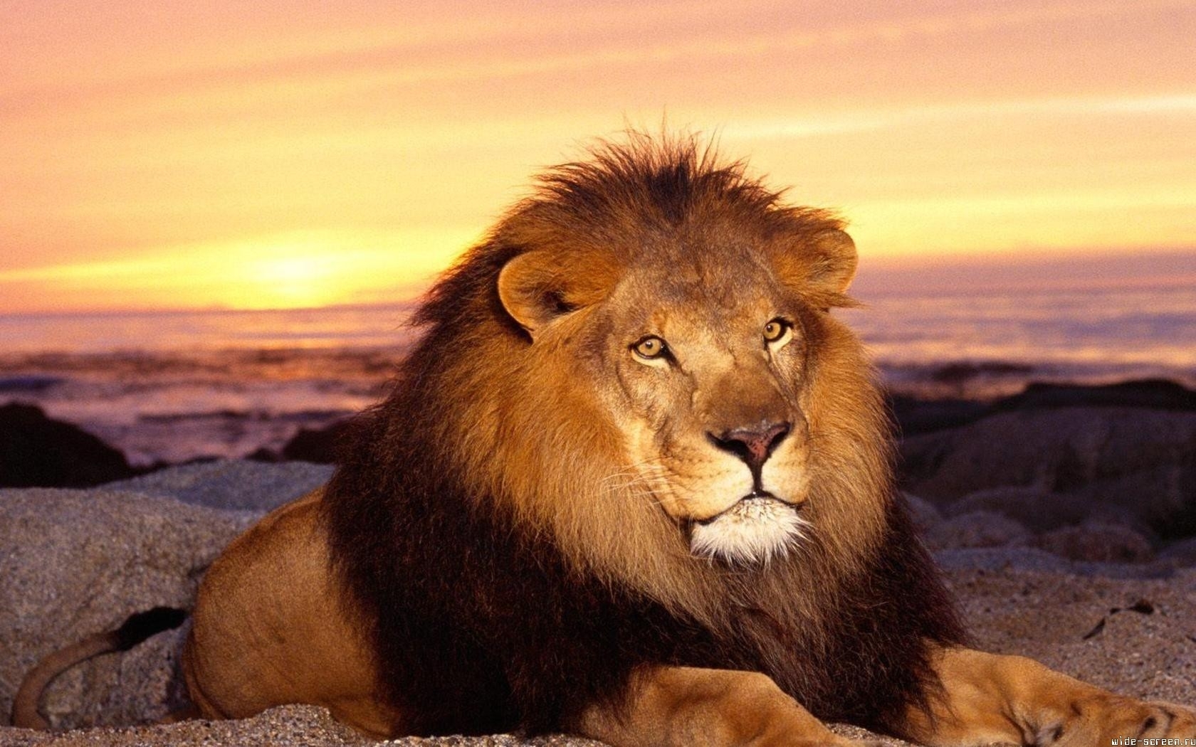 Free download wallpaper Cats, Sunset, Animals, Lions on your PC desktop