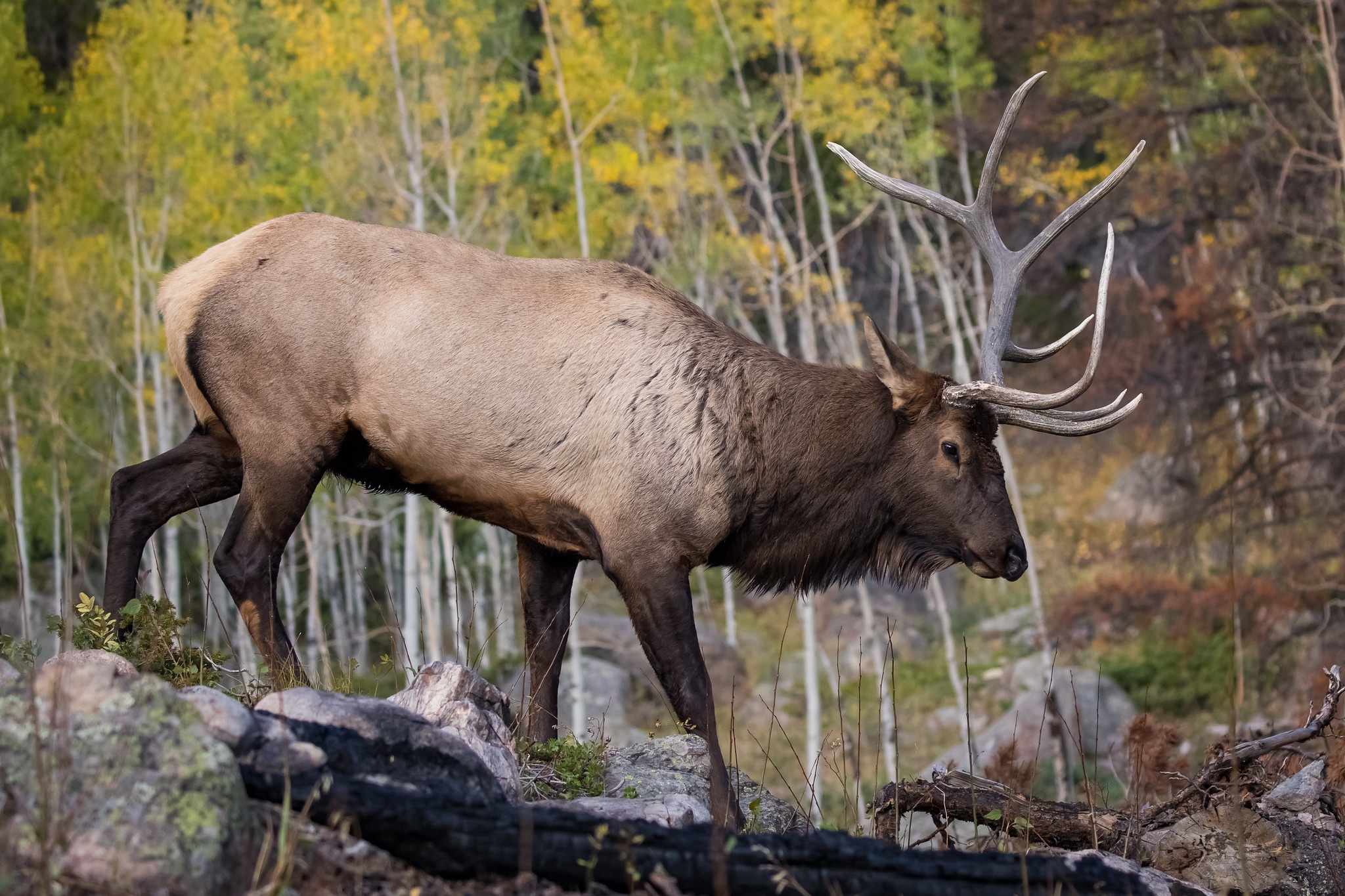 Laden Sie das Tiere, Hirsch-Bild kostenlos auf Ihren PC-Desktop herunter