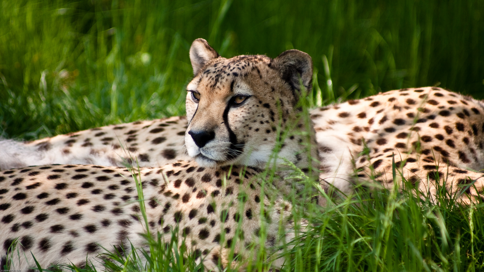 Handy-Wallpaper Tiere, Katzen, Gepard kostenlos herunterladen.