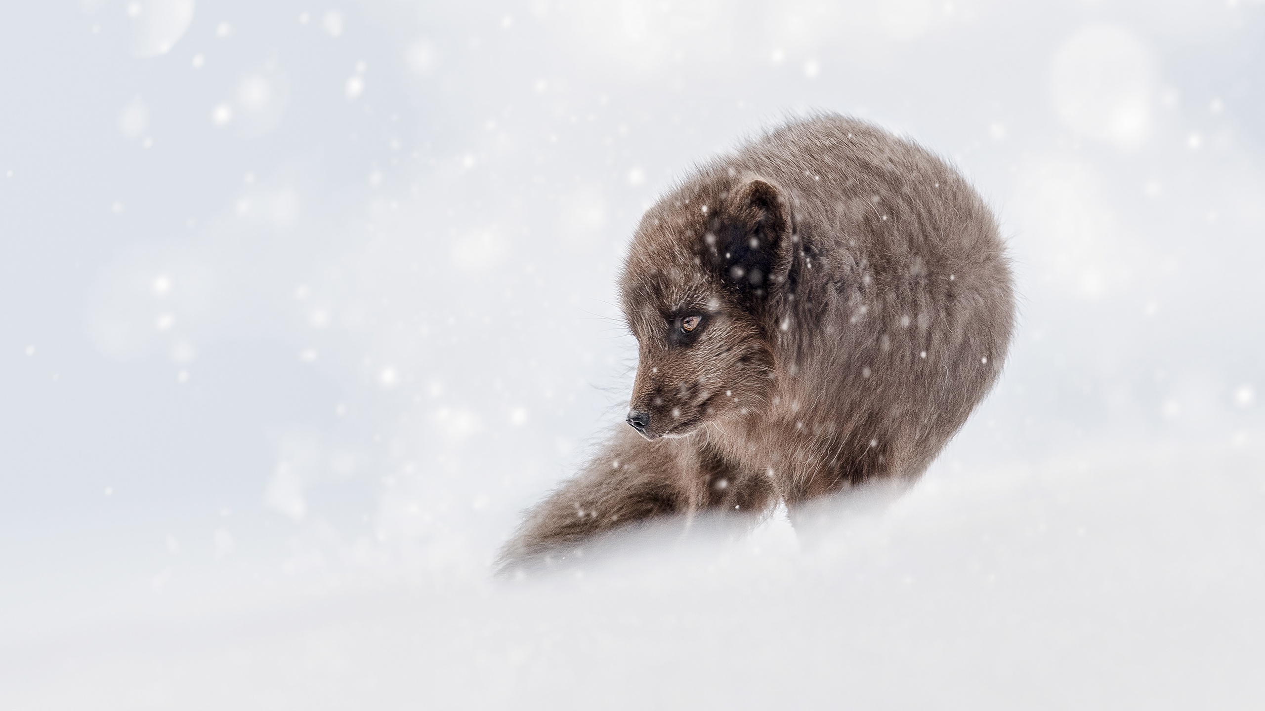 Download mobile wallpaper Winter, Snow, Fox, Animal, Snowfall for free.