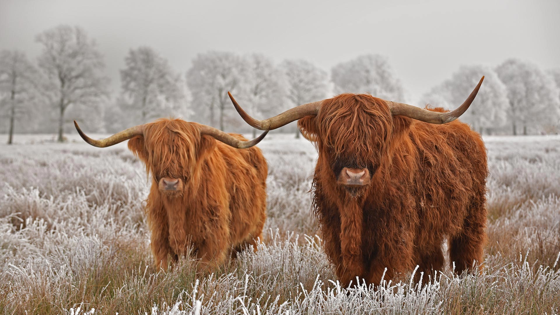 animal, highland cattle, cow