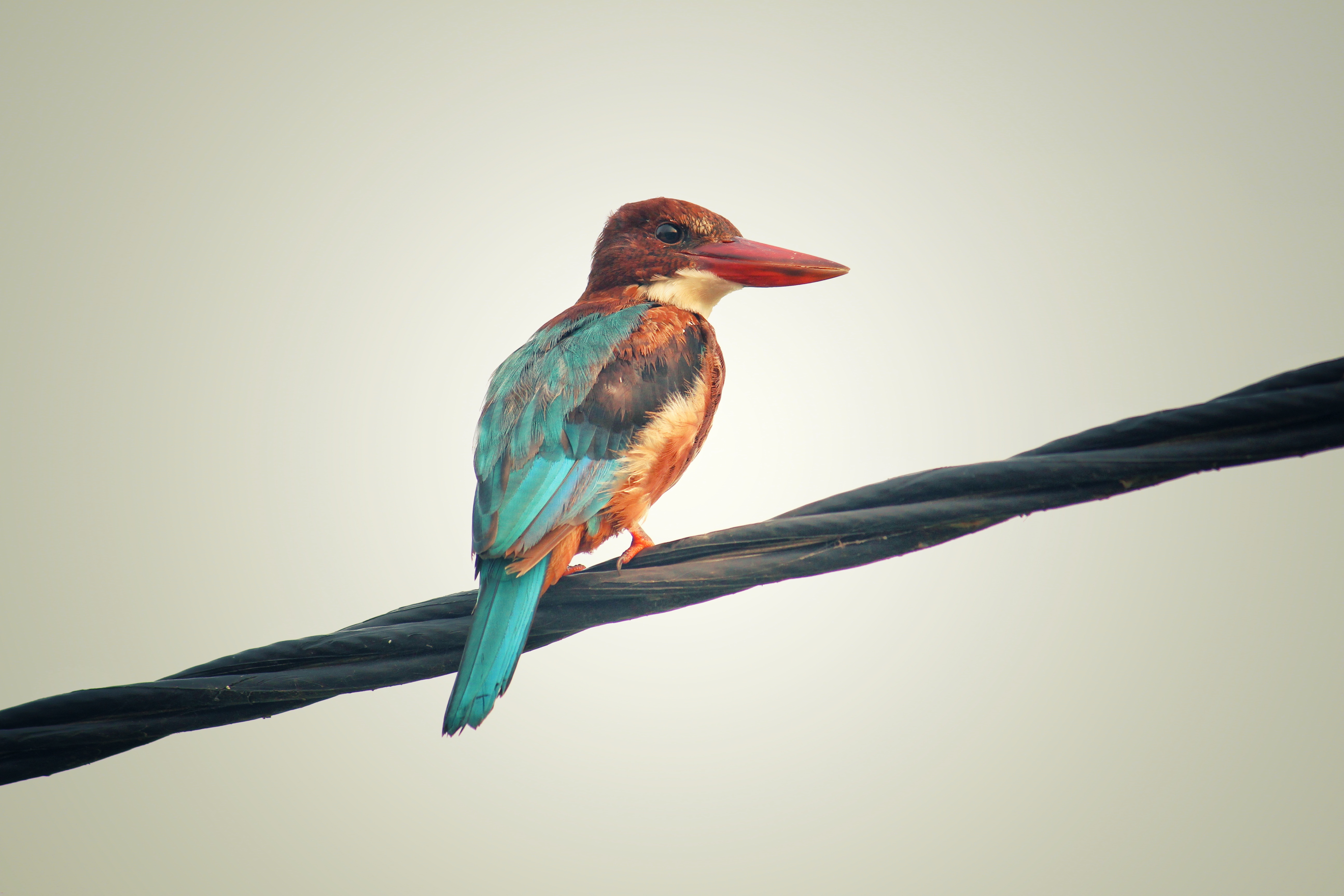 Download mobile wallpaper Animals, Multicolored, Bird, Motley, Kingfisher for free.