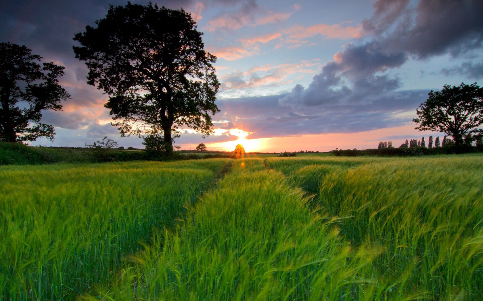 nature, sunset, sun, field, traces for android