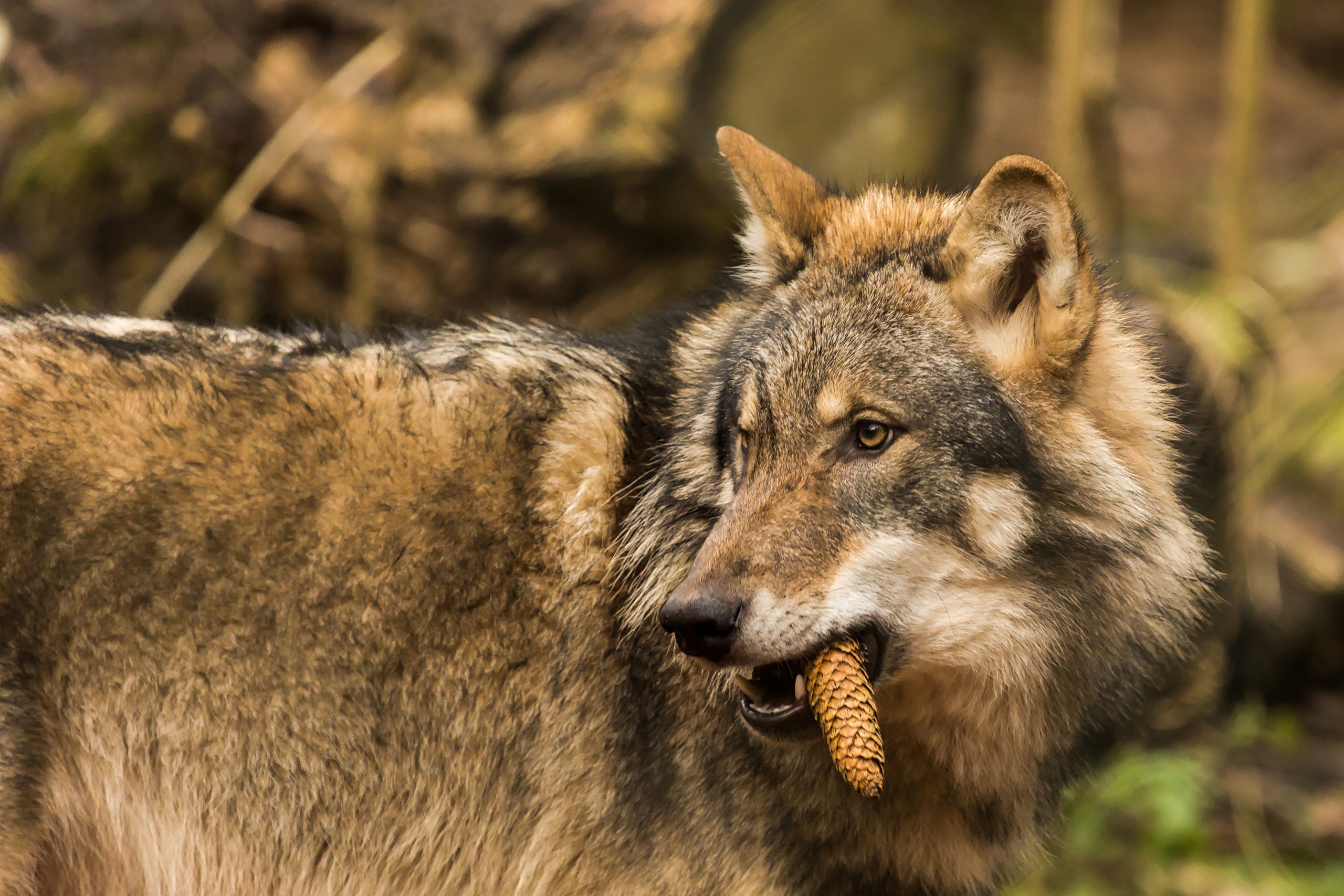 Free download wallpaper Blur, Wolf, Animal, Wolves on your PC desktop
