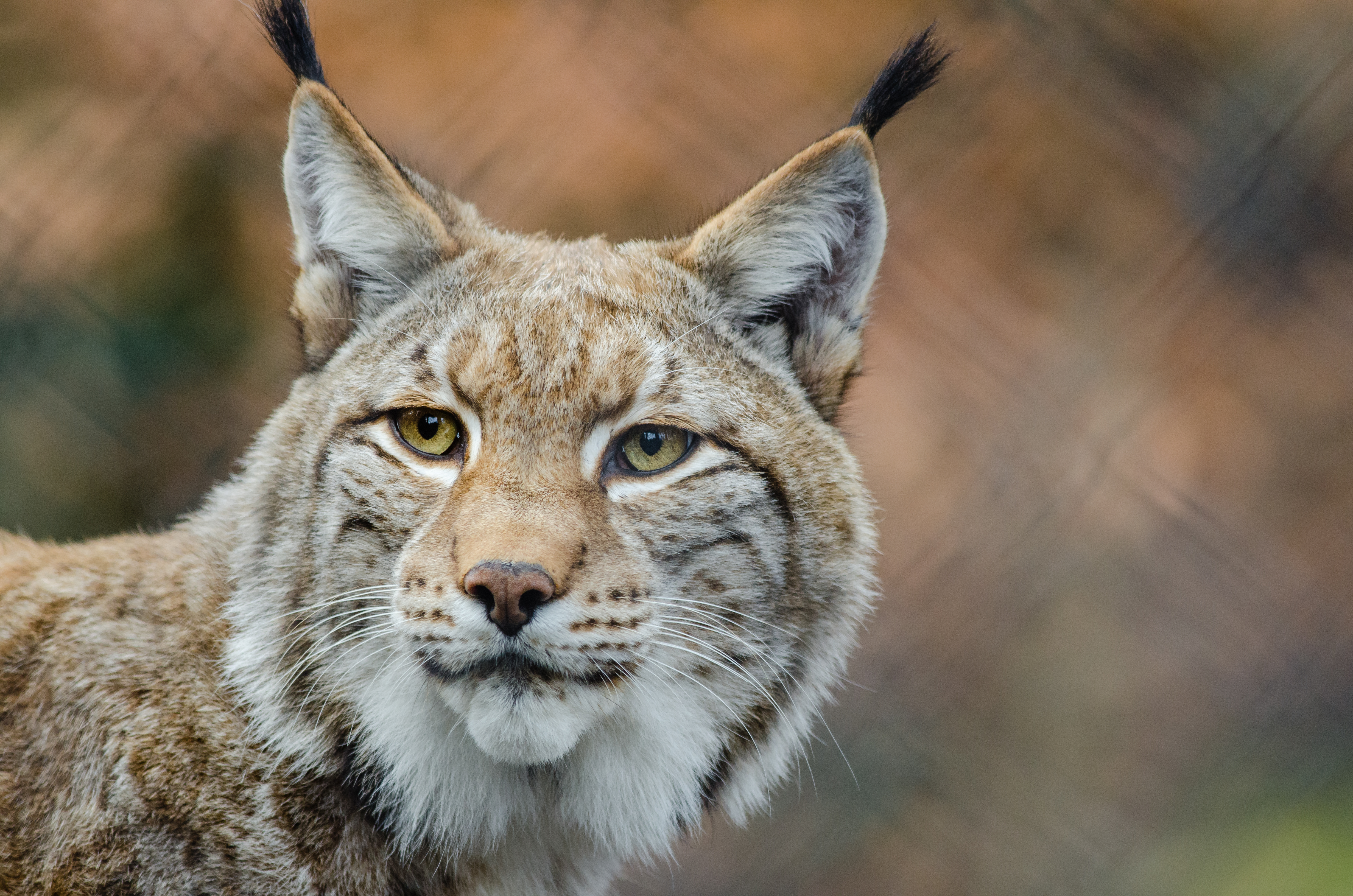 Descarga gratuita de fondo de pantalla para móvil de Animales, Gatos, Bokeh, Lince.