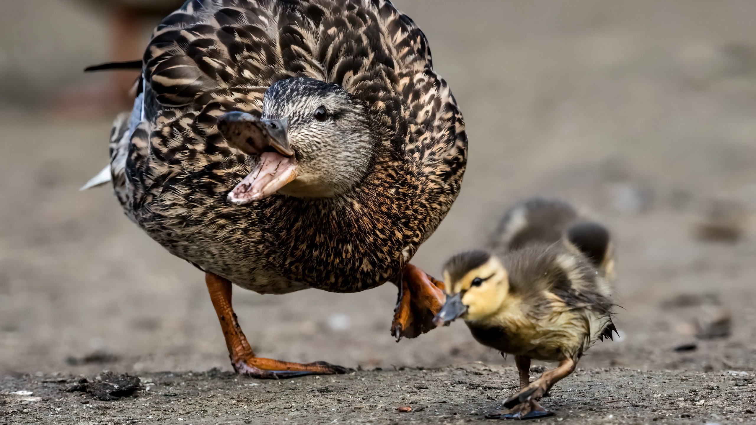 Free download wallpaper Birds, Bird, Animal, Duck, Baby Animal on your PC desktop