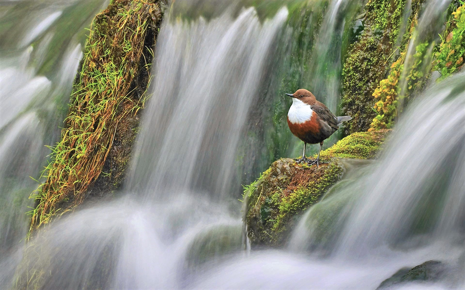 Laden Sie Weißkehlamsel HD-Desktop-Hintergründe herunter