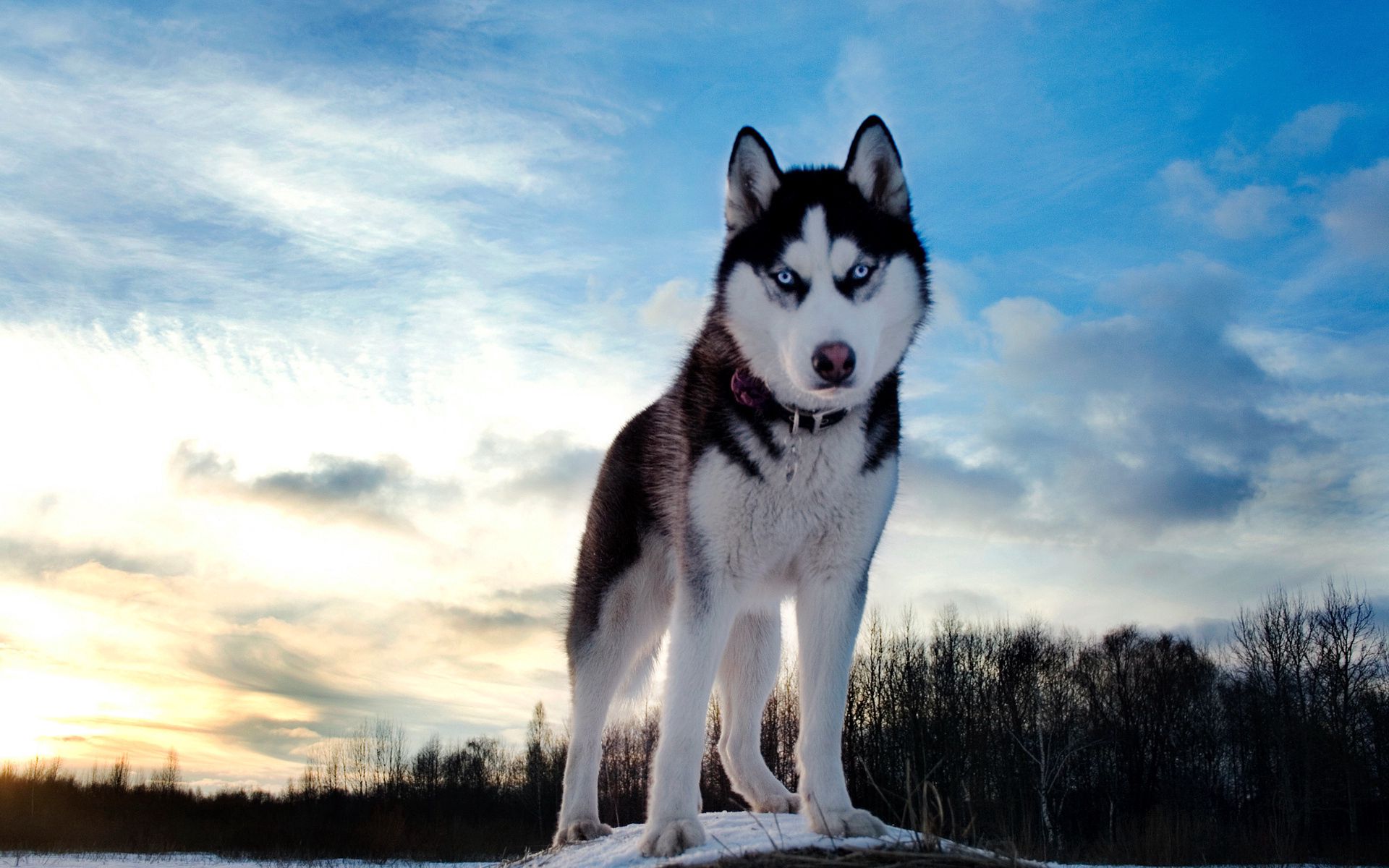 86721 скачать обои собака, хаски, снег, животные, возвышенность - заставки и картинки бесплатно