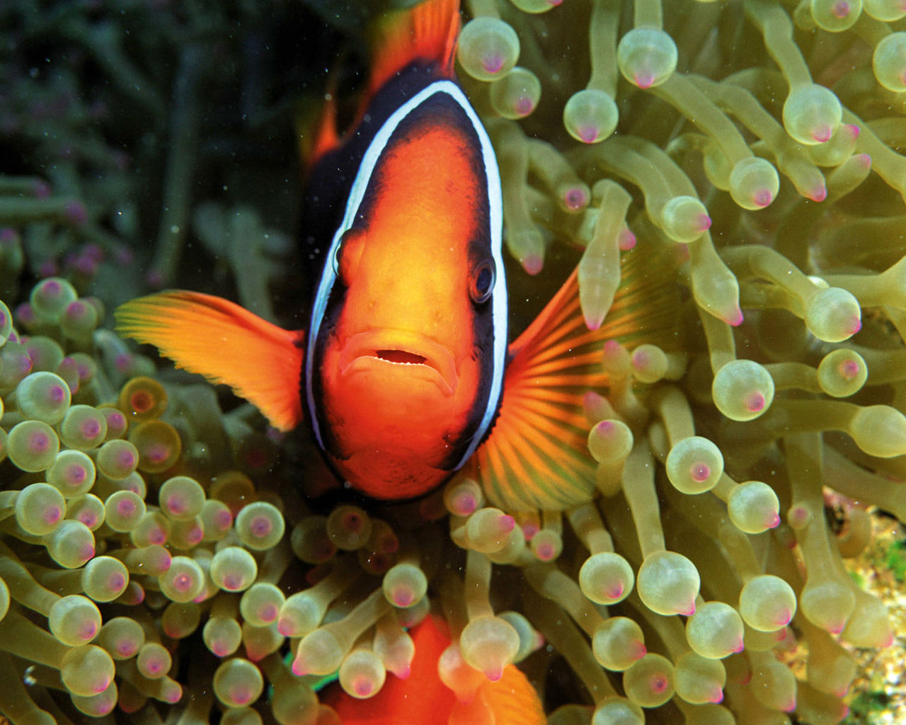 Download mobile wallpaper Animal, Fish, Clownfish for free.