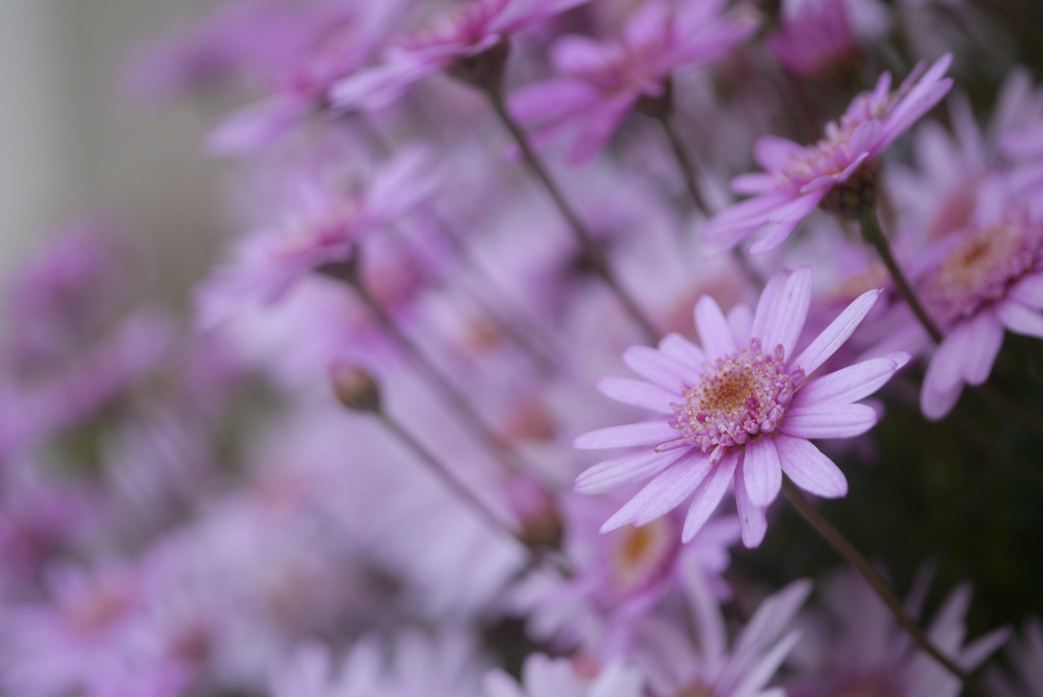 Laden Sie das Makro, Unschärfe, Glatt, Blumen, Blütenblätter-Bild kostenlos auf Ihren PC-Desktop herunter