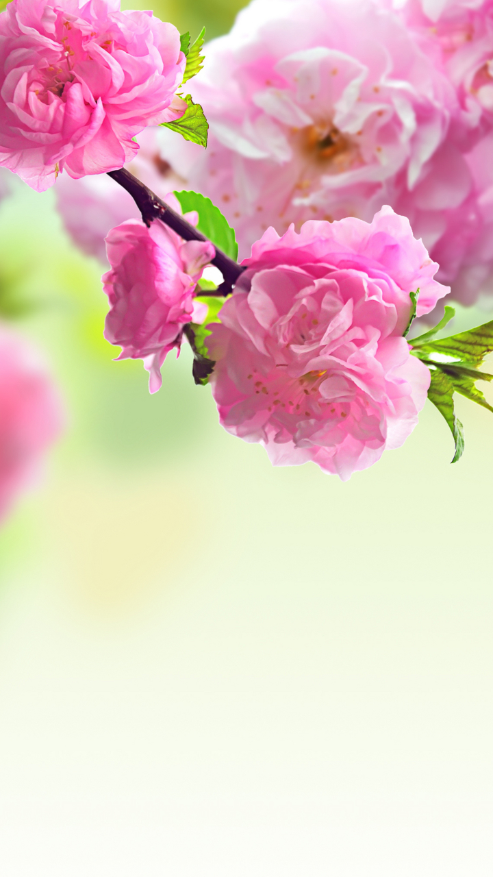 Download mobile wallpaper Flowers, Earth, Blossom for free.