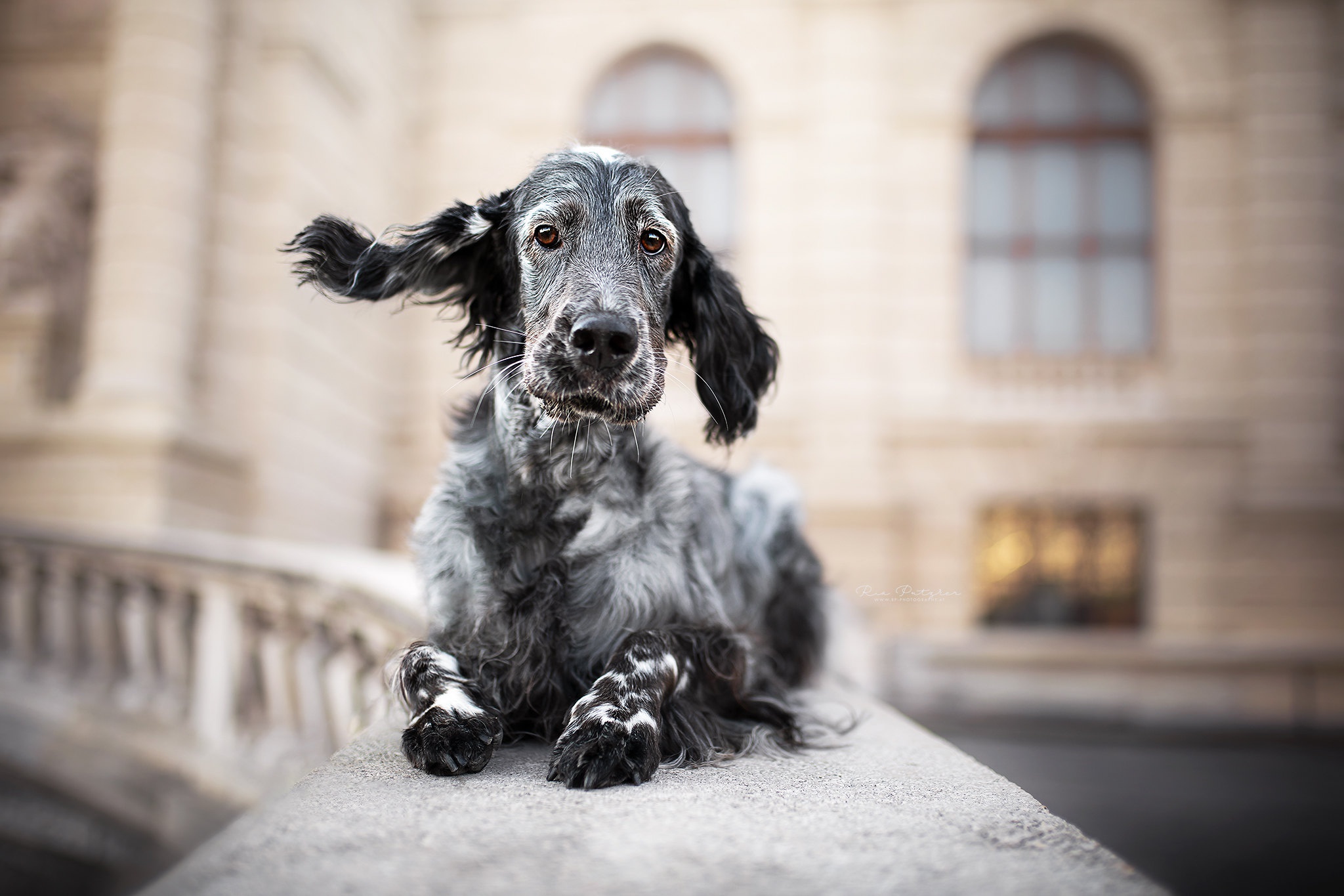 Download mobile wallpaper Dogs, Spaniel, Animal for free.