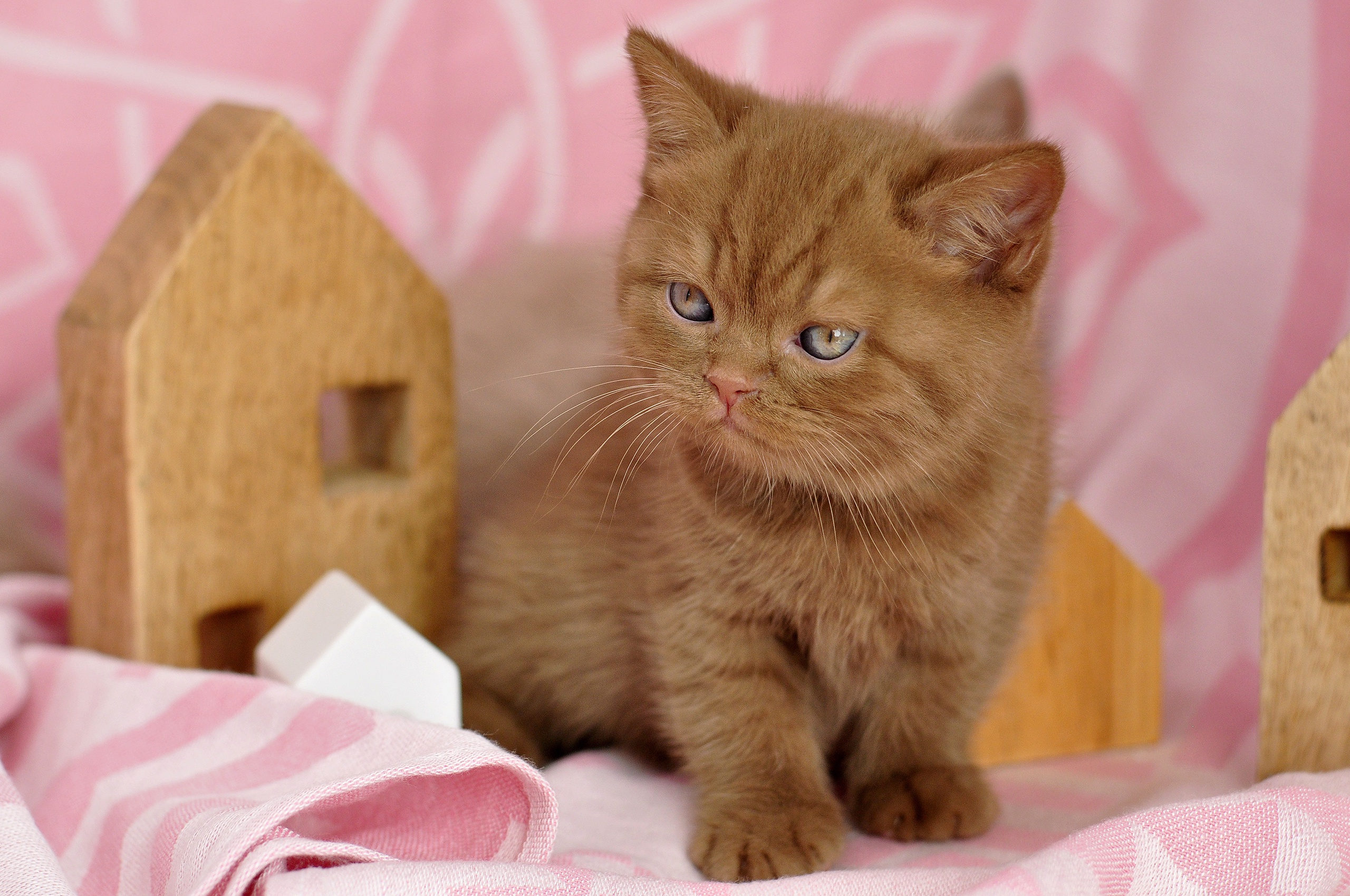 Download mobile wallpaper Cats, Kitten, Animal, British Shorthair, Baby Animal for free.