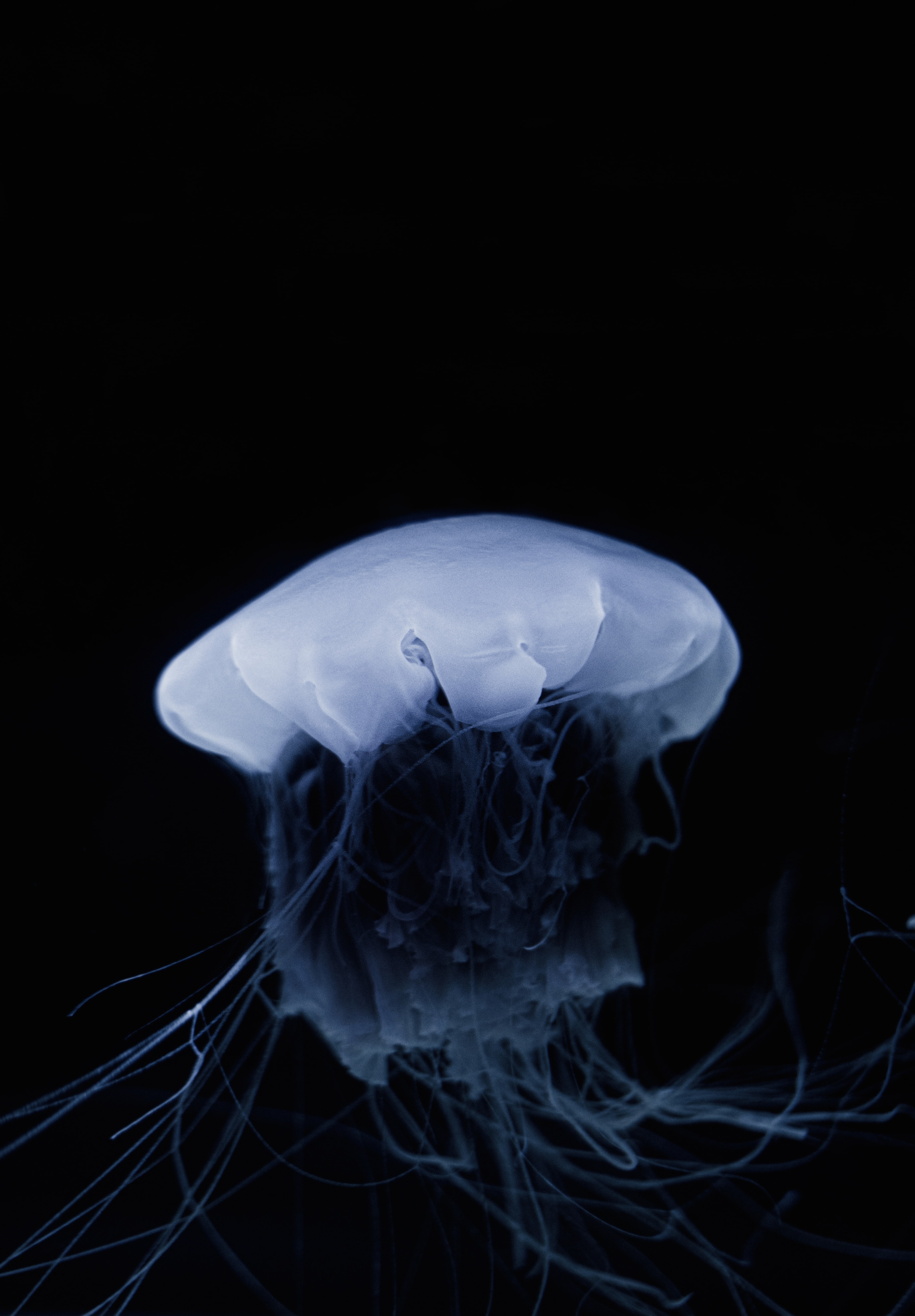 animals, jellyfish, dark, beautiful, tentacle