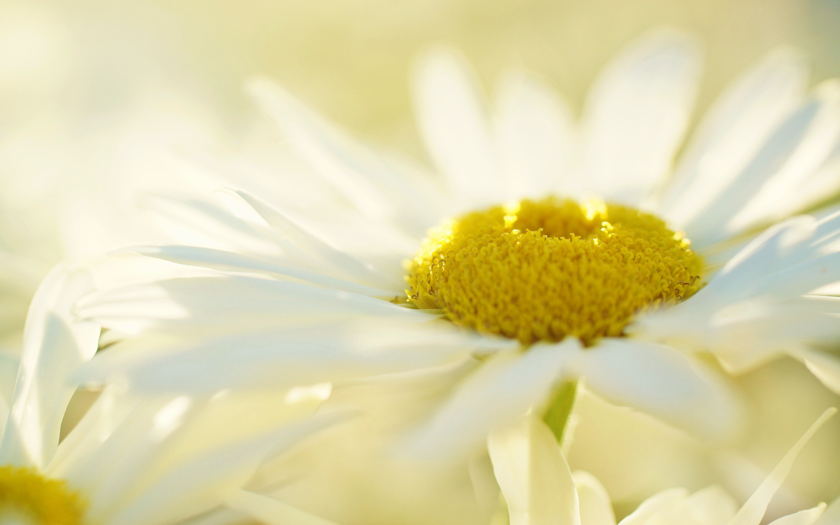 Free download wallpaper Nature, Flowers, Flower, Earth, White Flower on your PC desktop