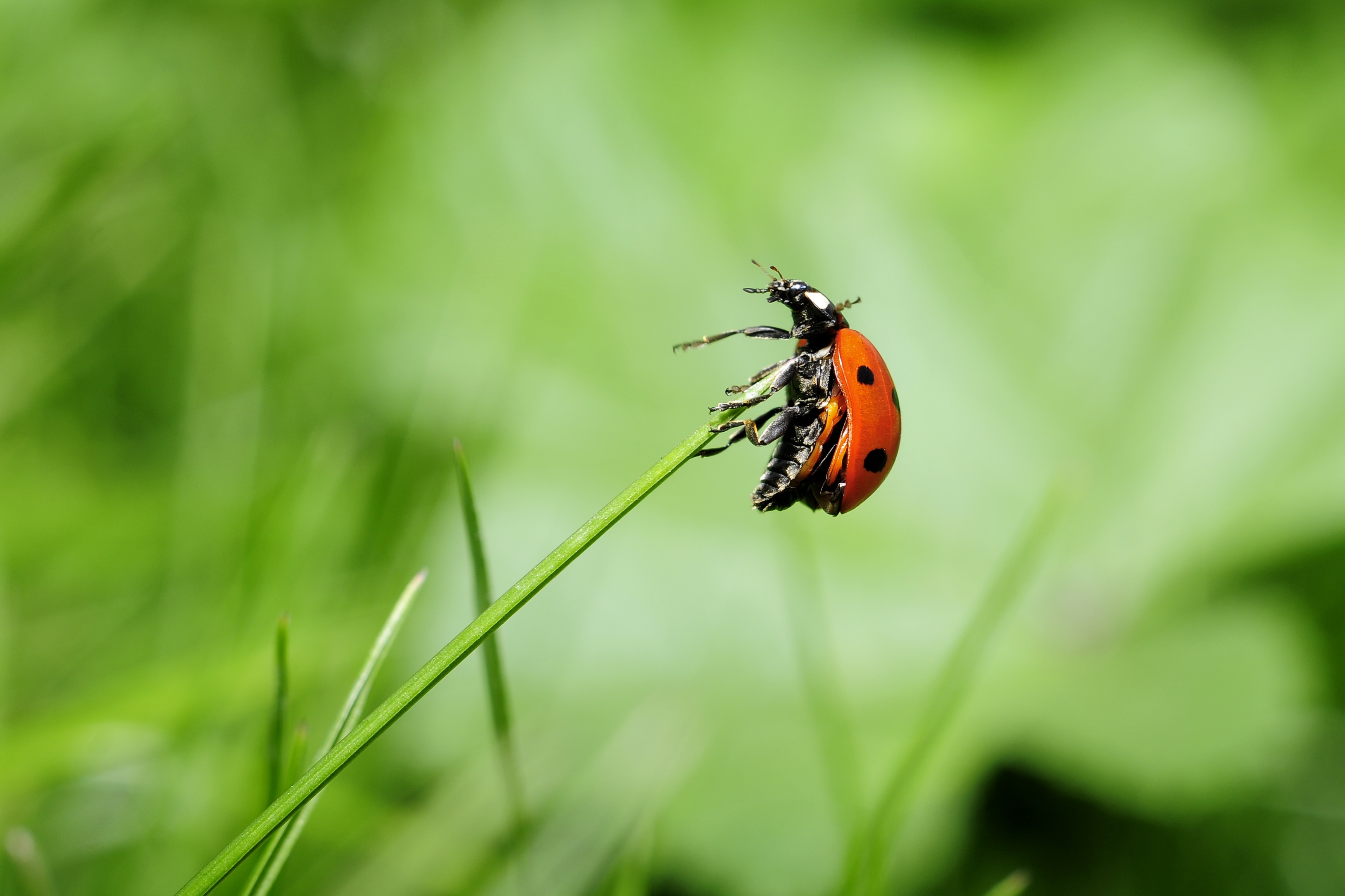 Téléchargez des papiers peints mobile Animaux, Macro, Insecte, Cocinelle gratuitement.