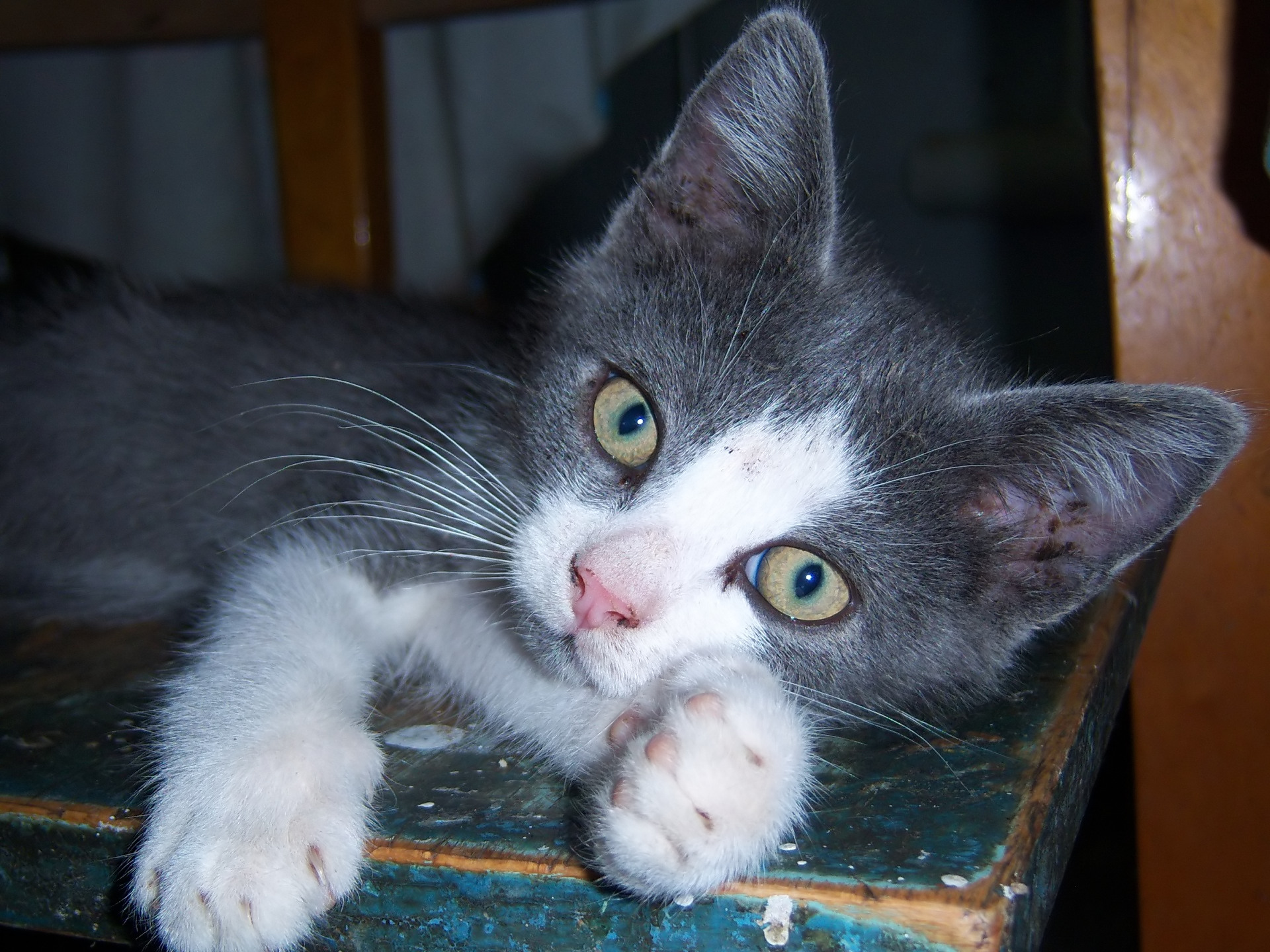 Baixe gratuitamente a imagem Animais, Gatos, Gato na área de trabalho do seu PC