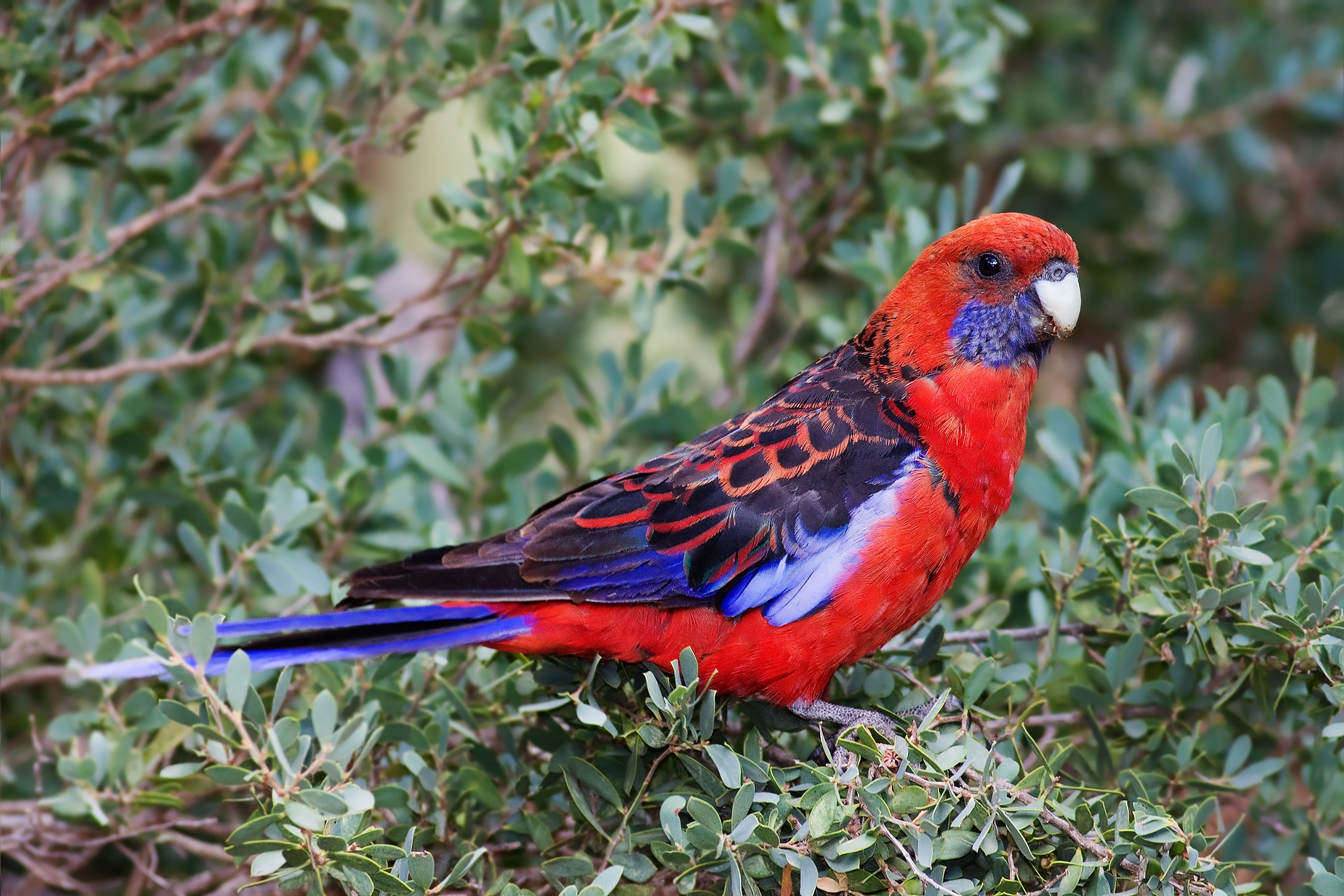 Free download wallpaper Animals, Leaves, Bird, Branch, Parrots on your PC desktop