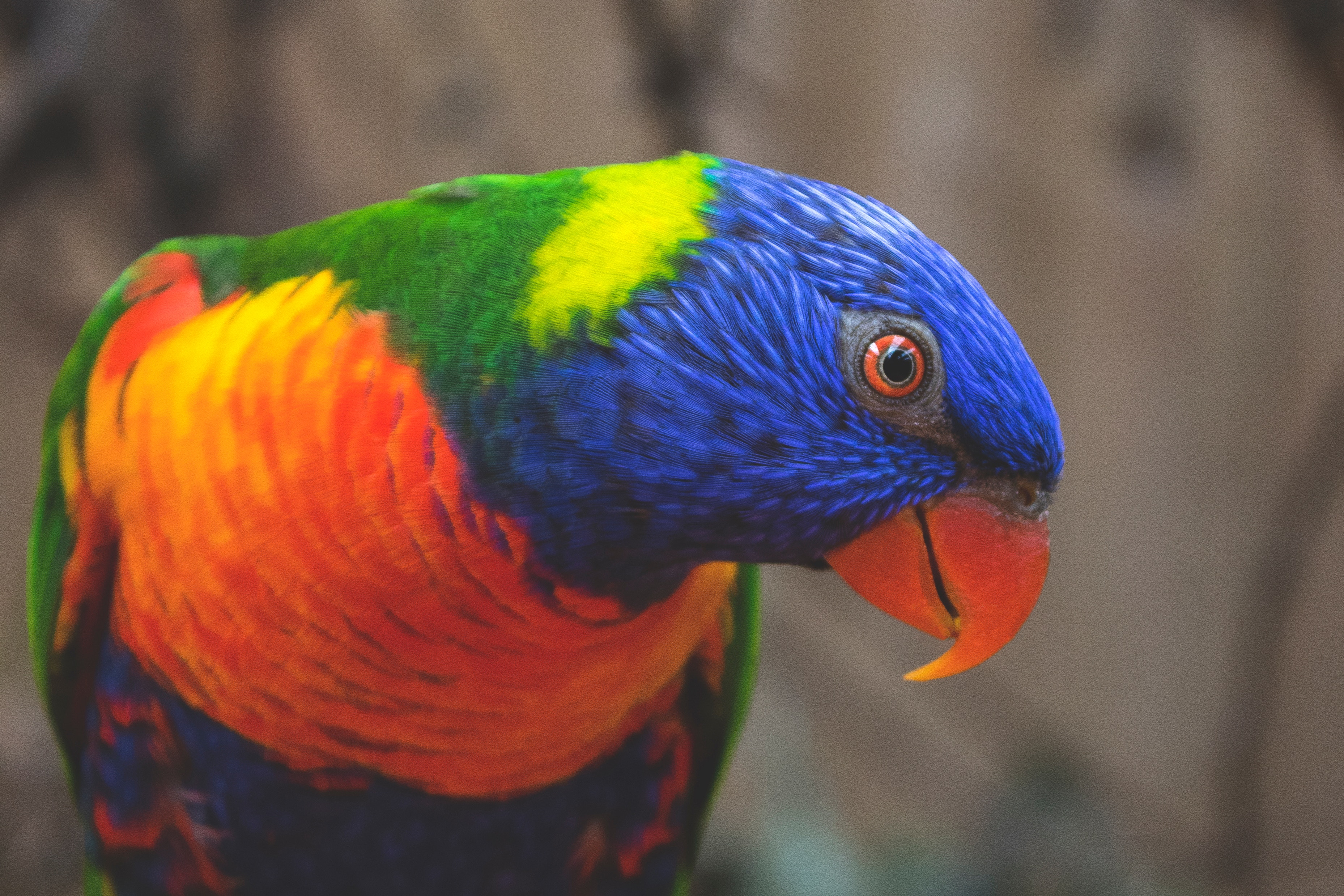 81162 Bild herunterladen tiere, papageien, vogel, mehrfarbig, motley, mehrfarbiger lori, mehrfarbigelori - Hintergrundbilder und Bildschirmschoner kostenlos