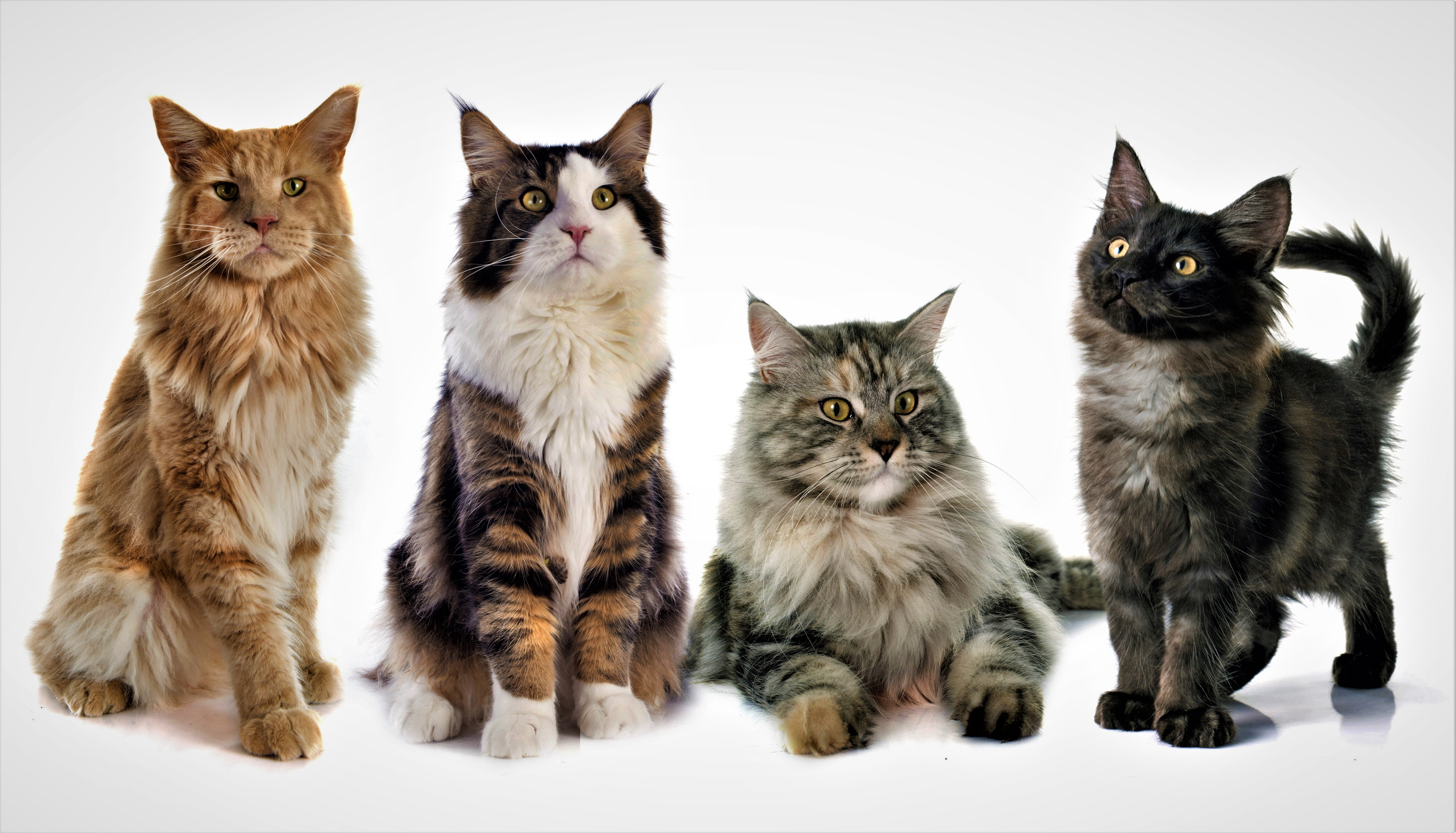無料モバイル壁紙動物, ネコ, 猫をダウンロードします。