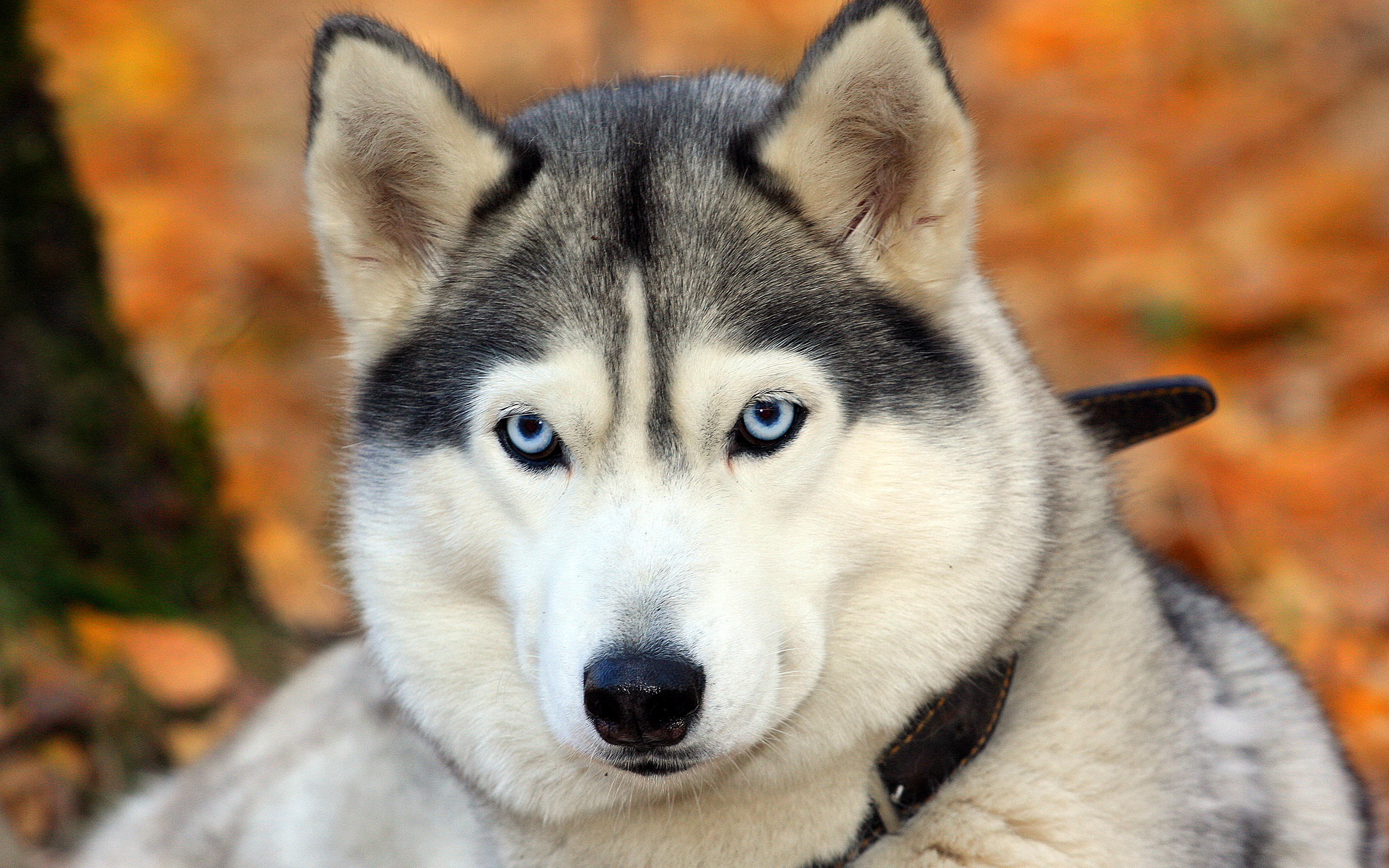 1474435 Hintergrundbild herunterladen tiere, sibirischer husky, hund - Bildschirmschoner und Bilder kostenlos